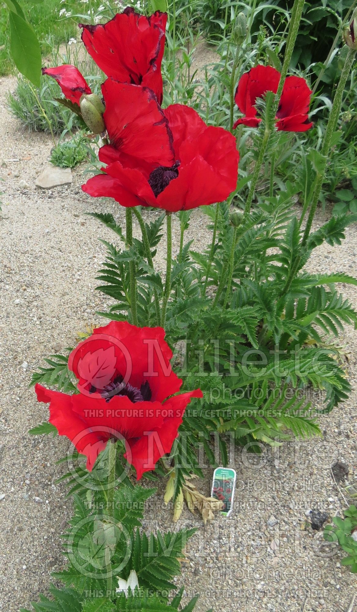 Papaver Beauty of Livermere (Oriental poppy) 2