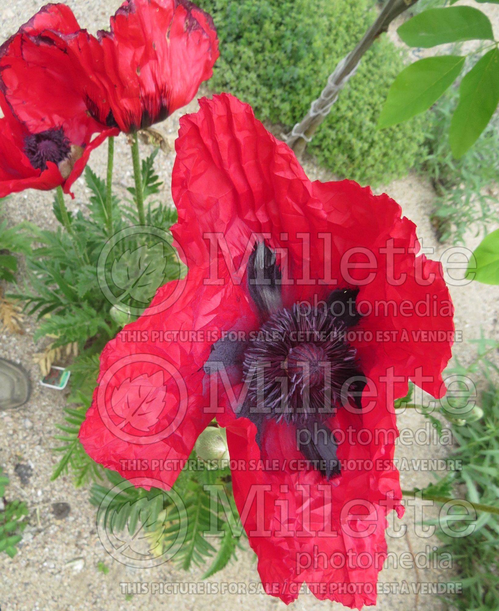 Papaver Beauty of Livermere (Oriental poppy) 3