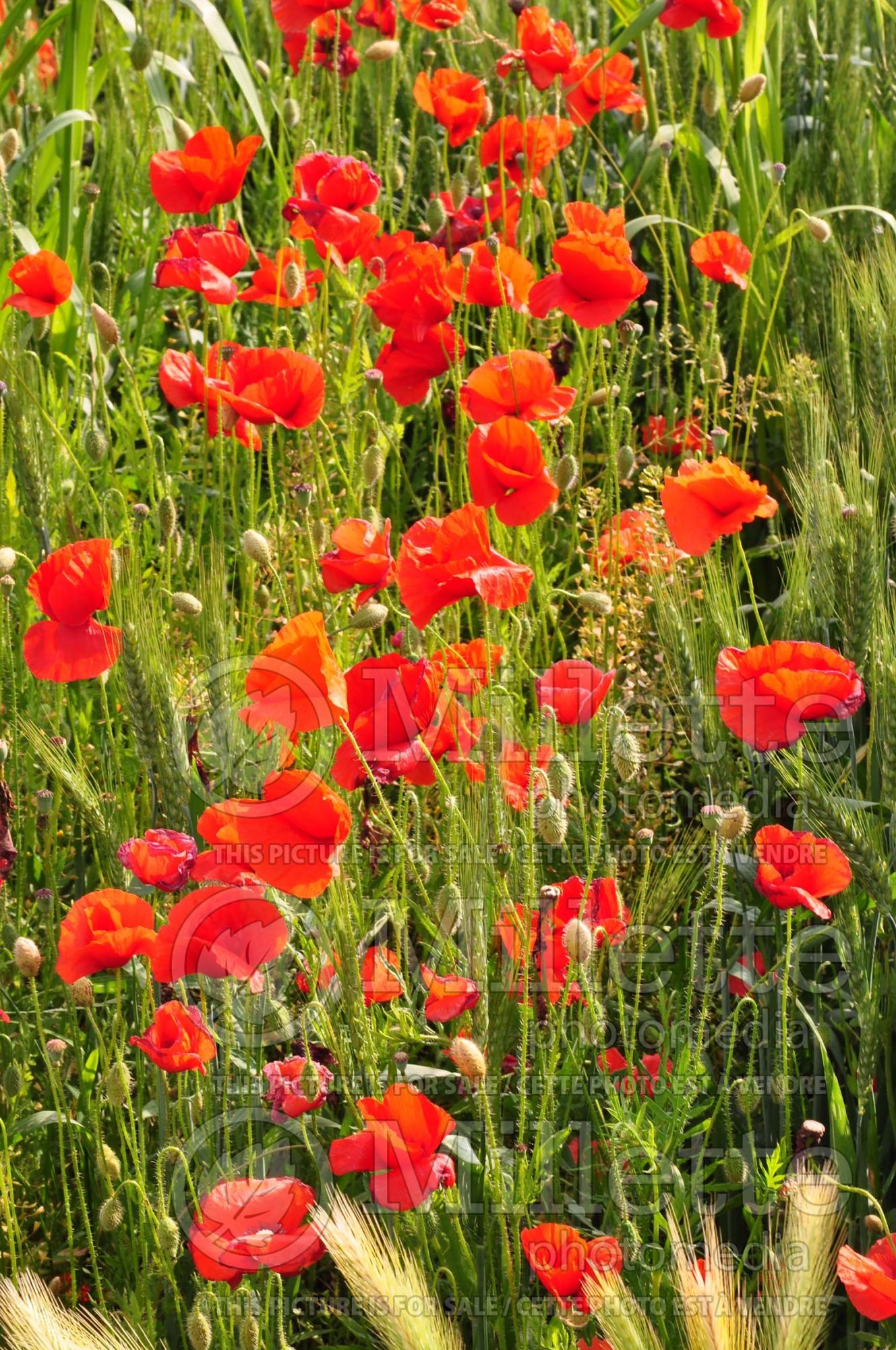 Papaver rhoeas (Flanders poppy) 6
