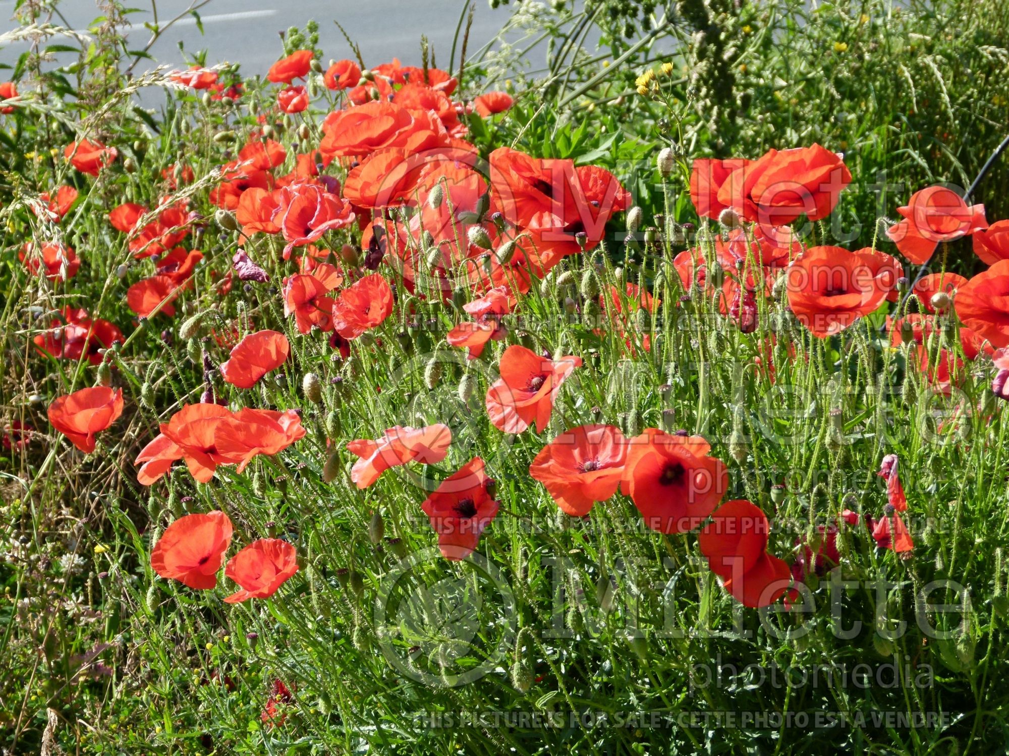 Papaver rhoeas (Flanders poppy) 3