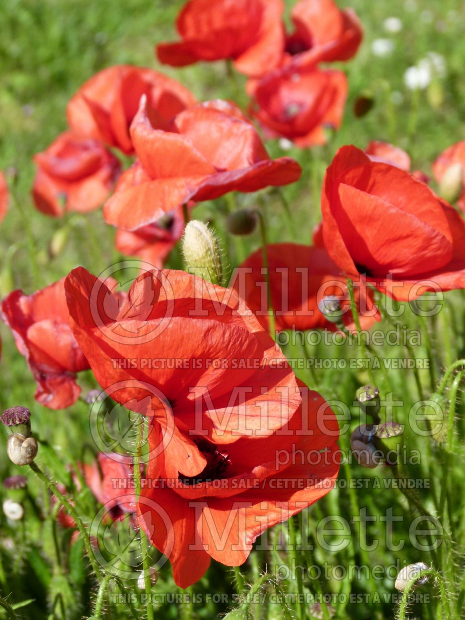 Papaver rhoeas (Flanders poppy) 4