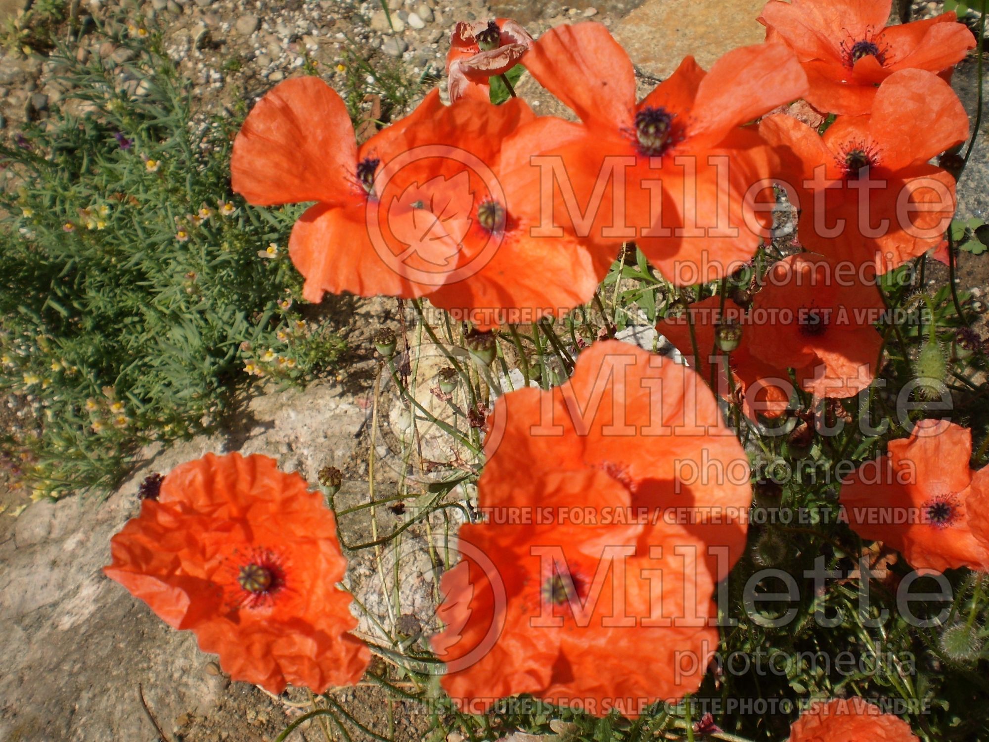 Papaver rhoeas (Flanders poppy) 5