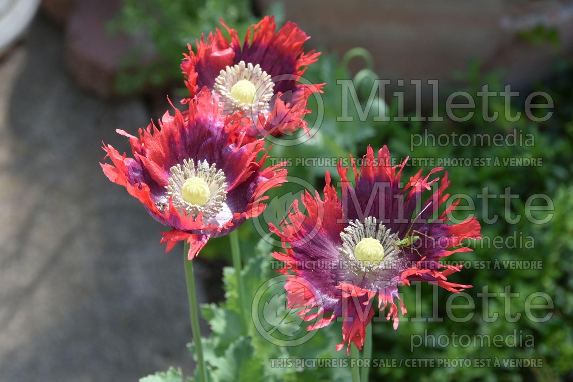 Papaver Burgundy Frills (Afghan Poppy) 1