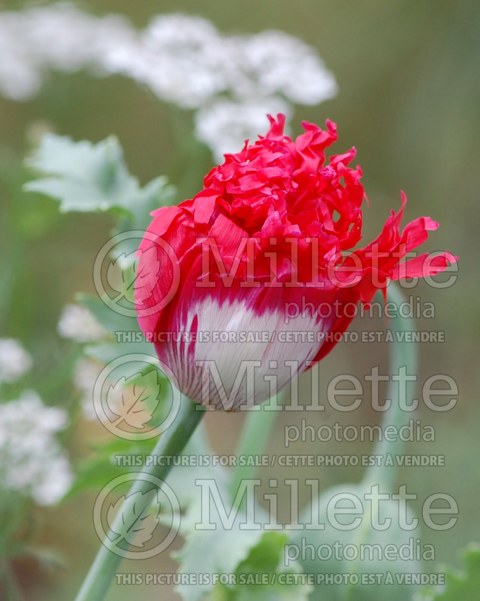 Papaver Danish Flag (Afghan Poppy) 5