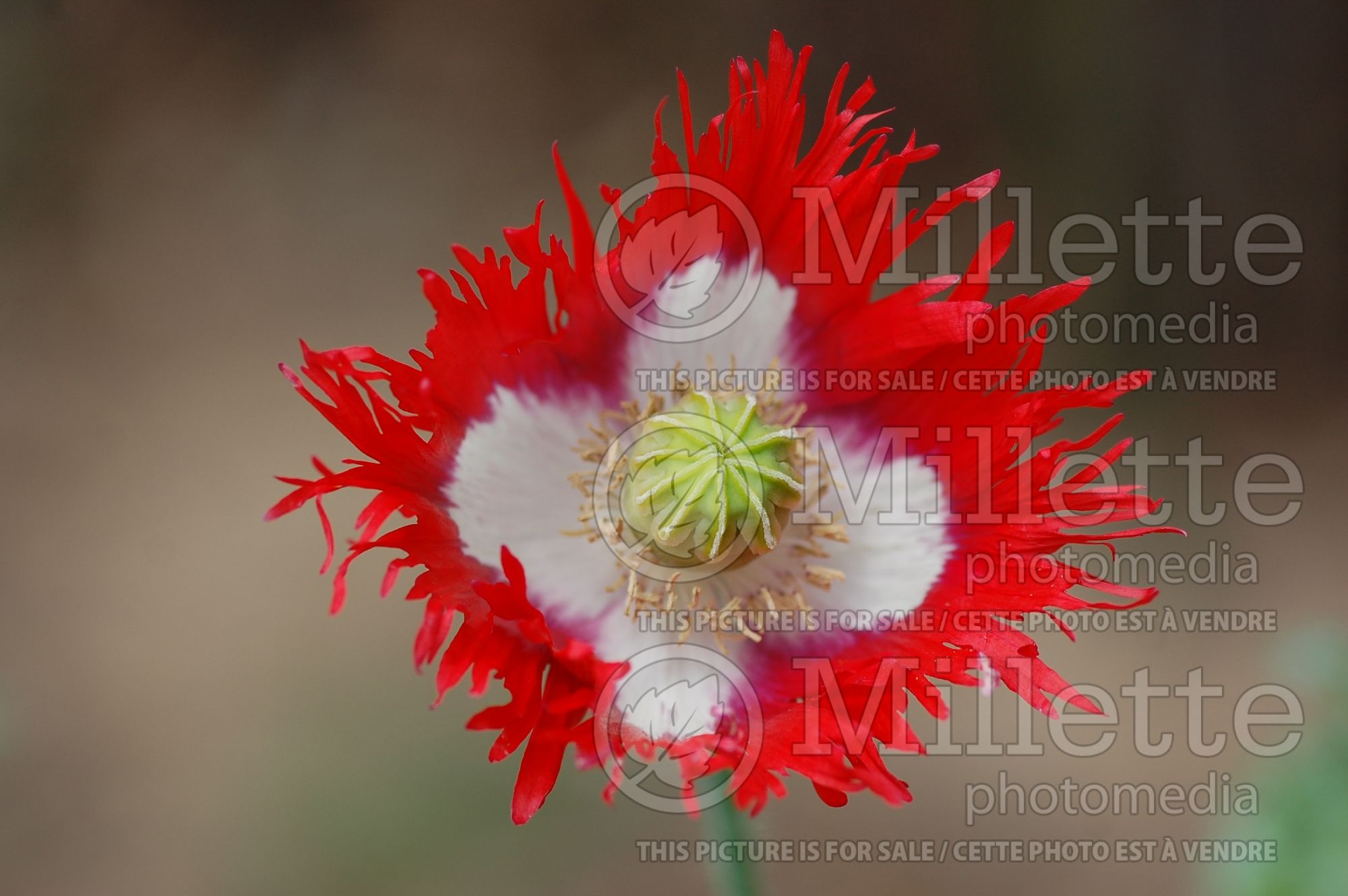 Papaver Danish Flag (Afghan Poppy) 6