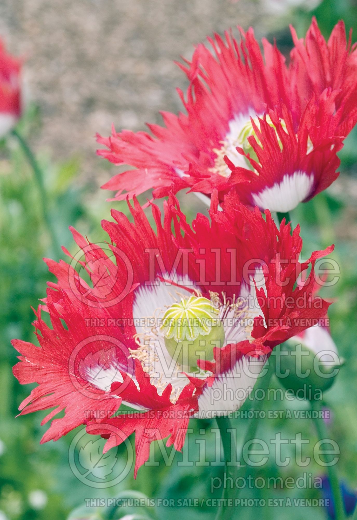 Papaver Danish Flag (Afghan Poppy) 4