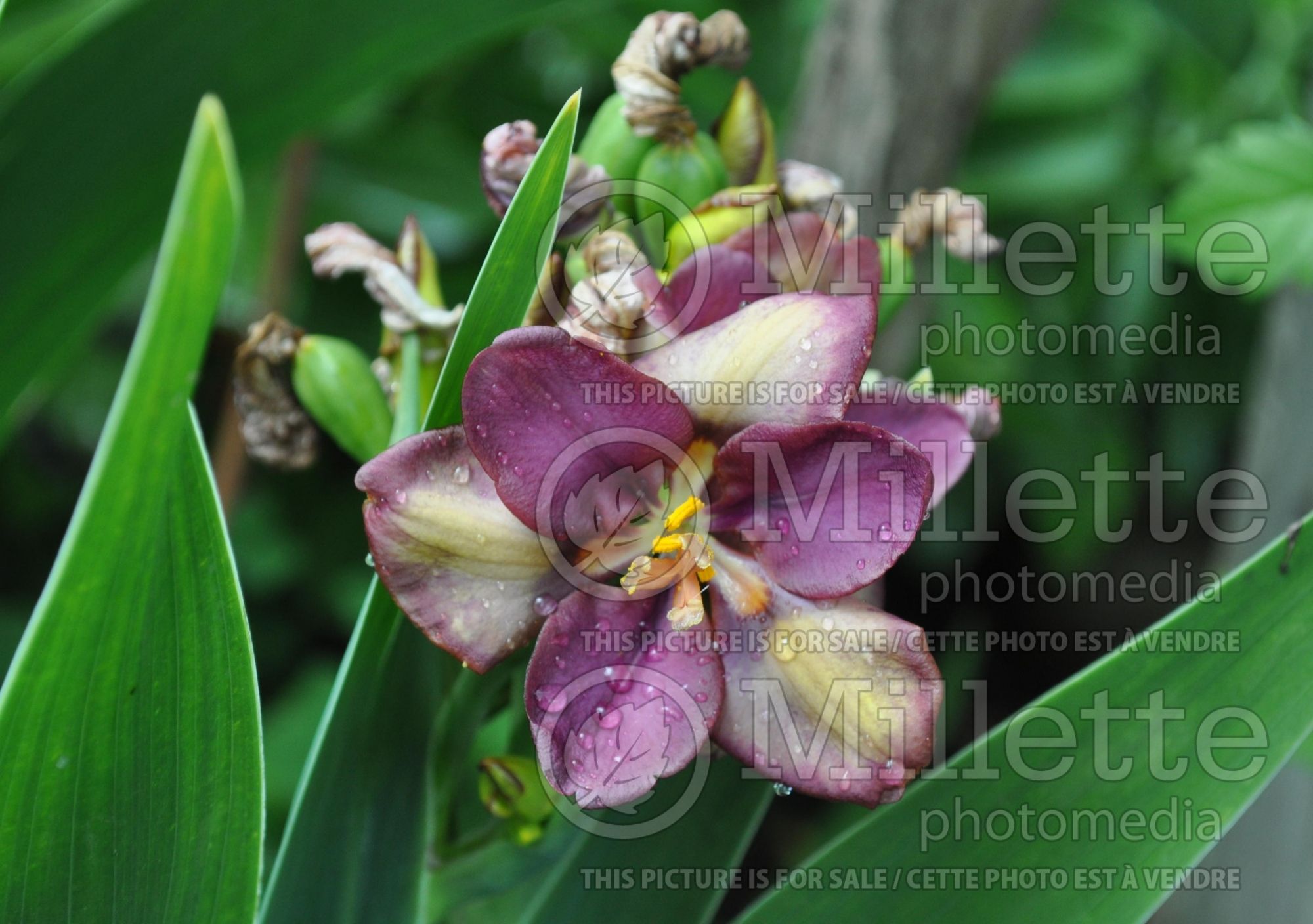 Pardancanda Sangria (candy lily) 1