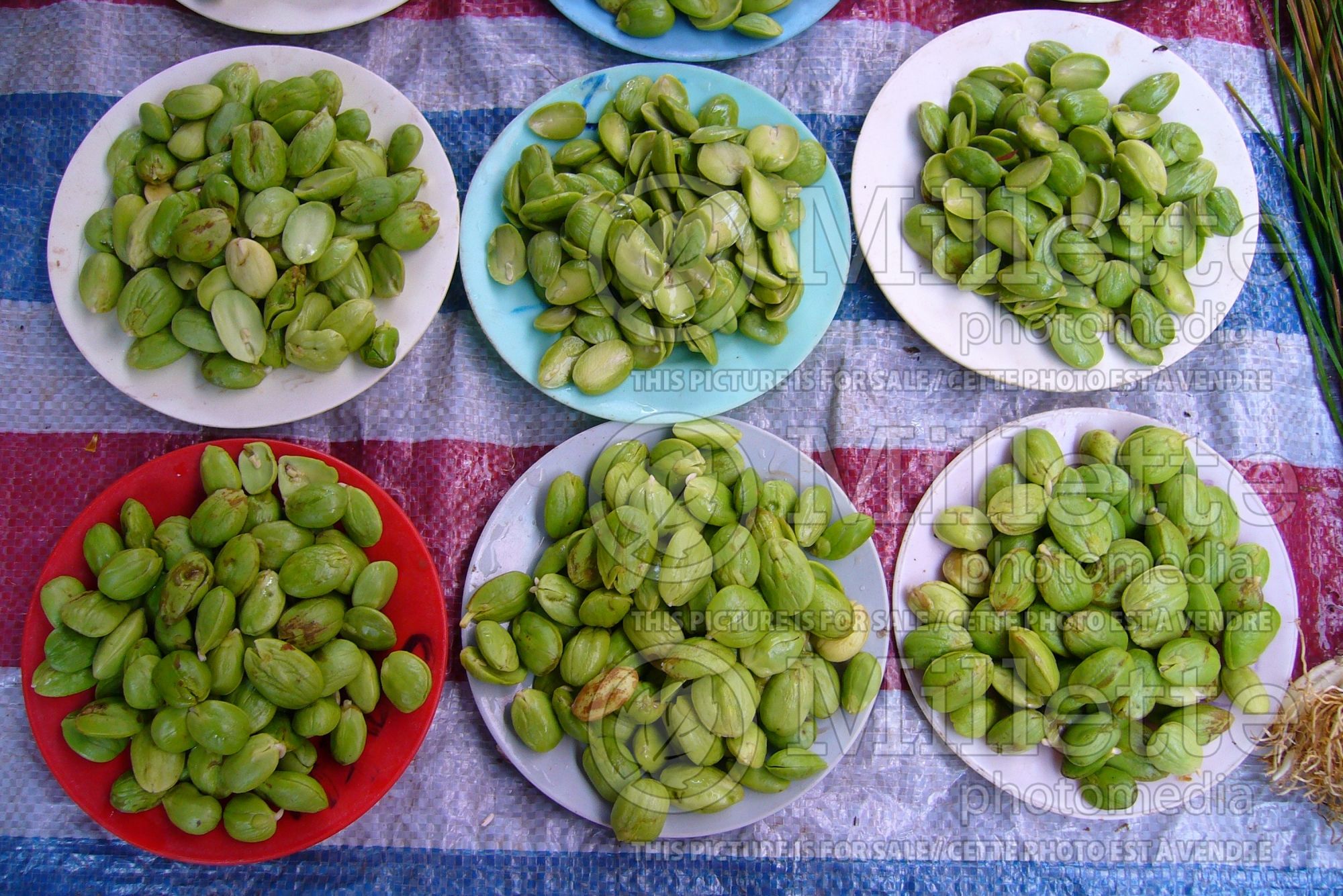 Parkia speciosa (Bitter bean – vegetable - Haricot) 1