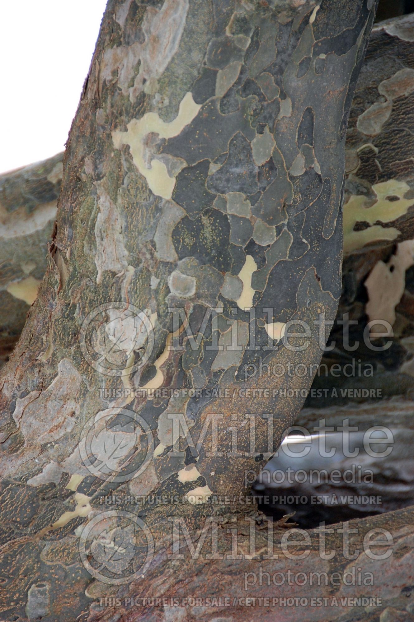 Parrotia persica – bark (Persian ironwood) 1