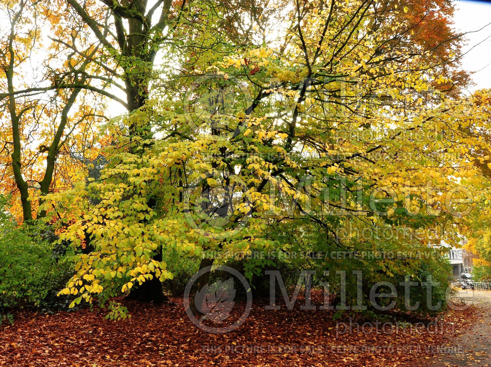 Parrotia persica (Persian ironwood) 3