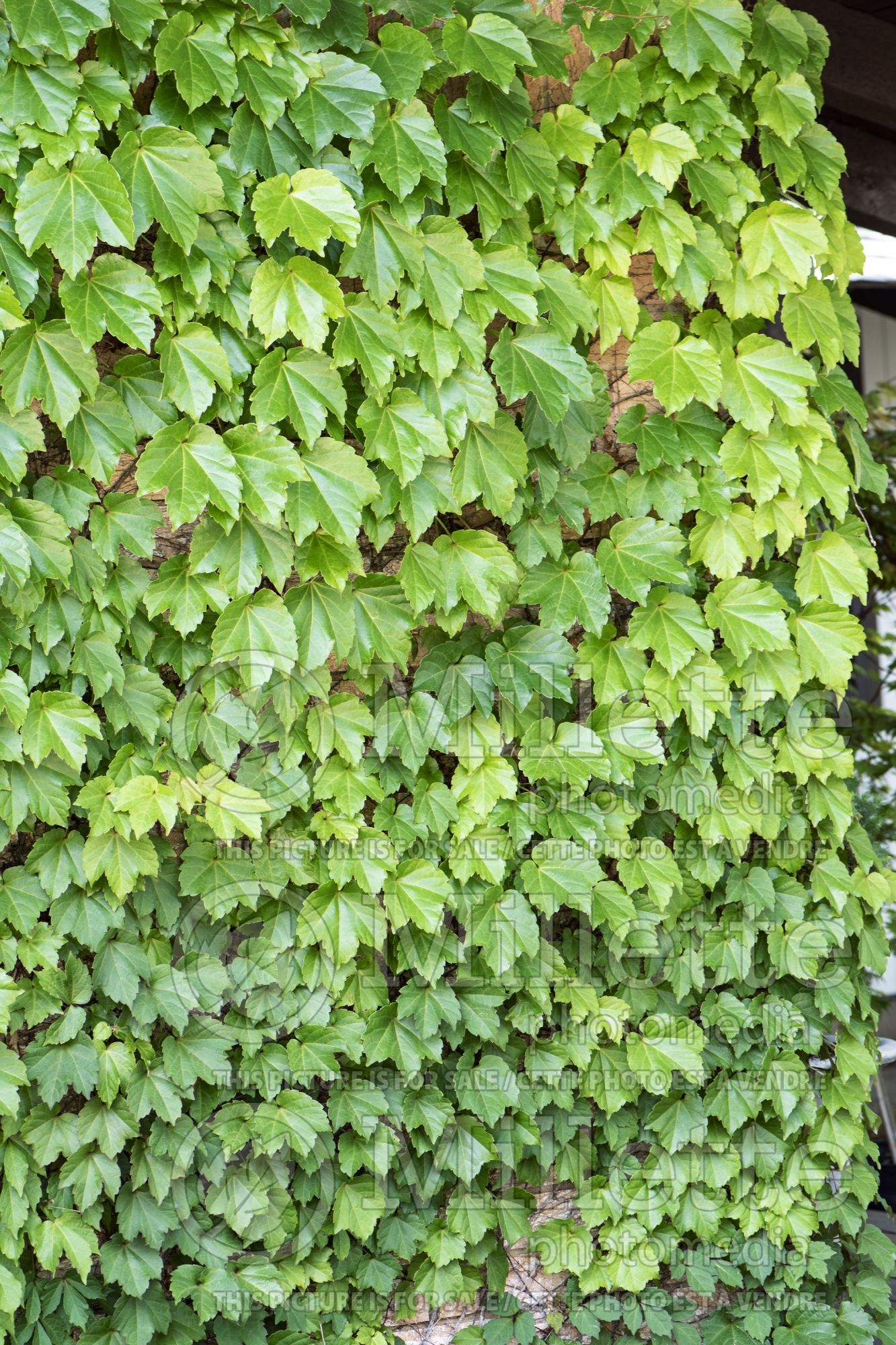 Parthenocissus tricuspidata (Boston ivy creeper - Vigne vierge) 1