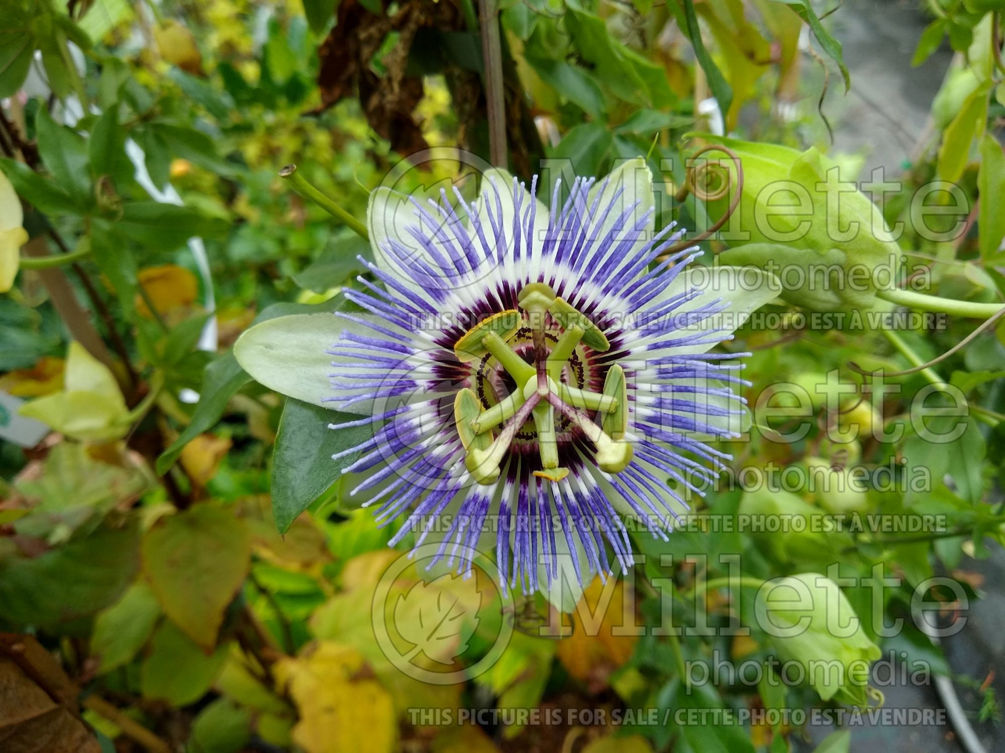 Passiflora Clear Sky (Passion Flower) 3