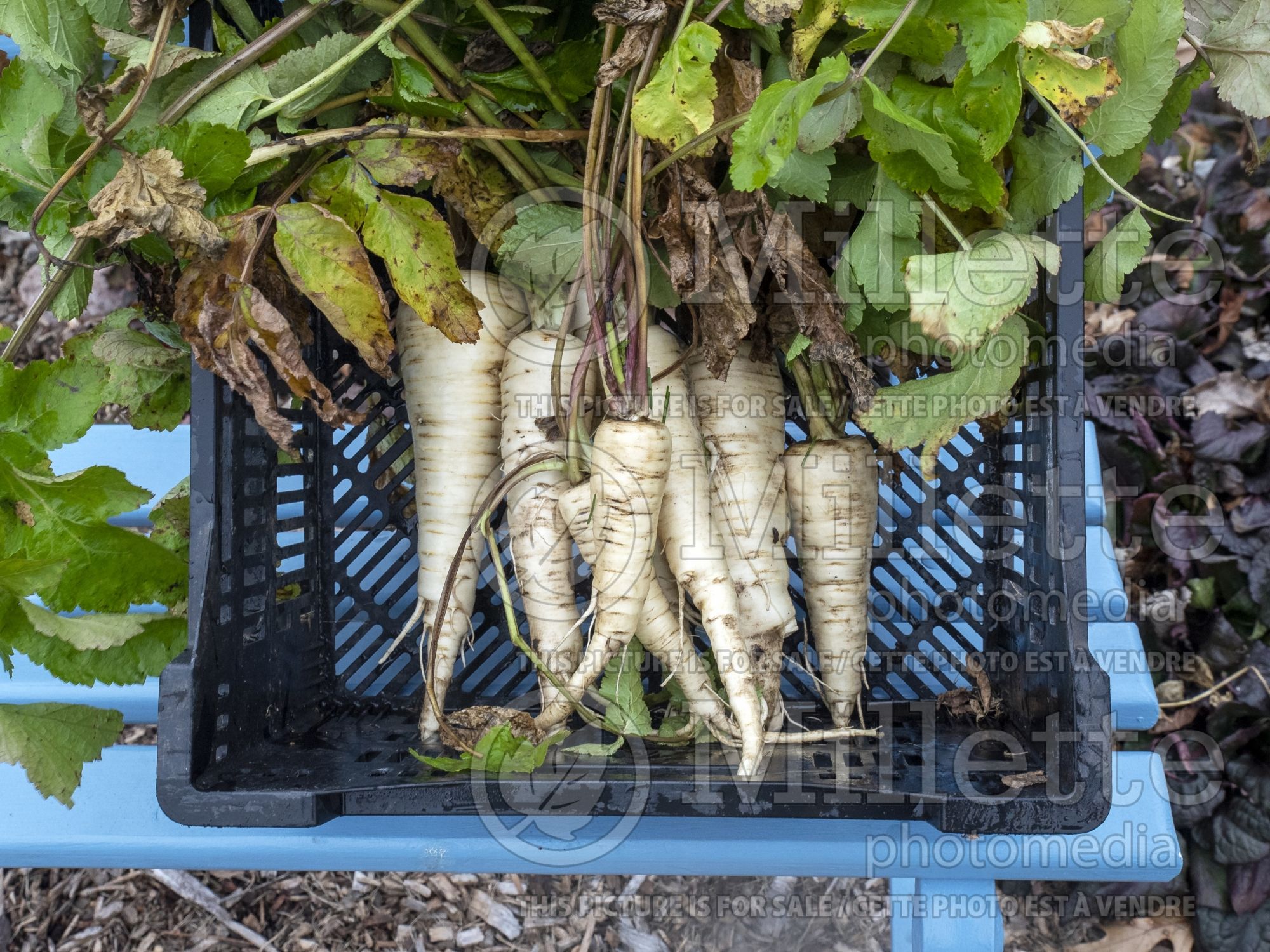 Pastinaca Albion (Parsnip vegetable - panais) 2