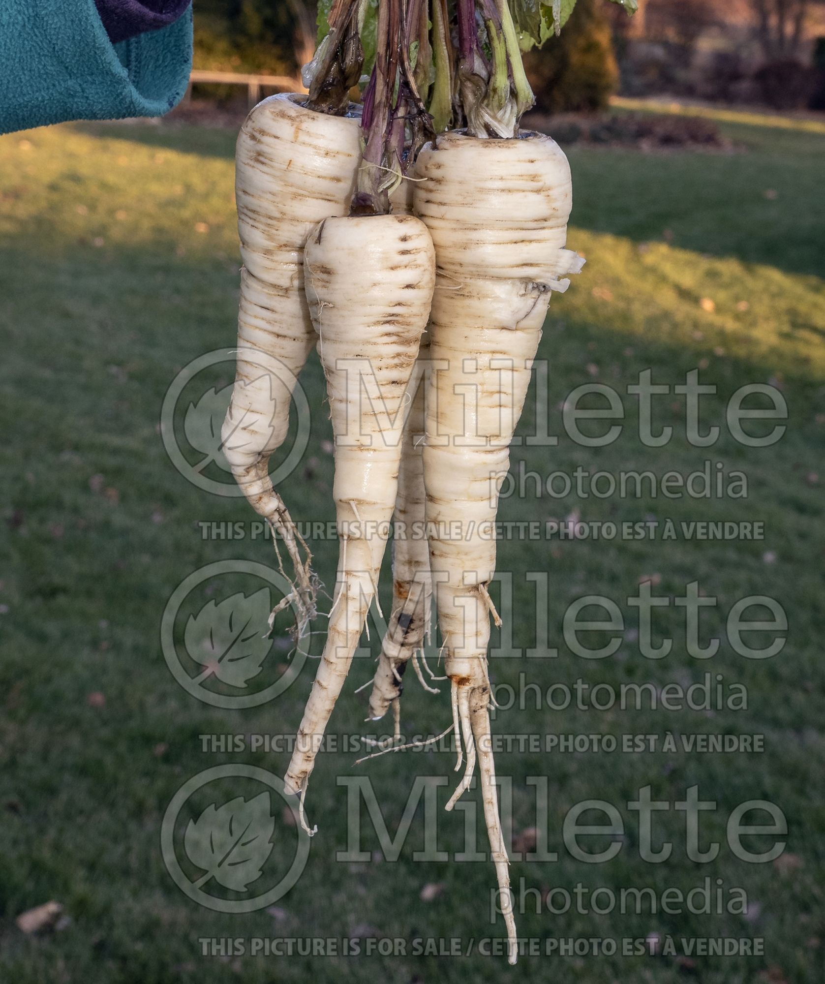 Pastinaca Albion (Parsnip vegetable - panais) 1