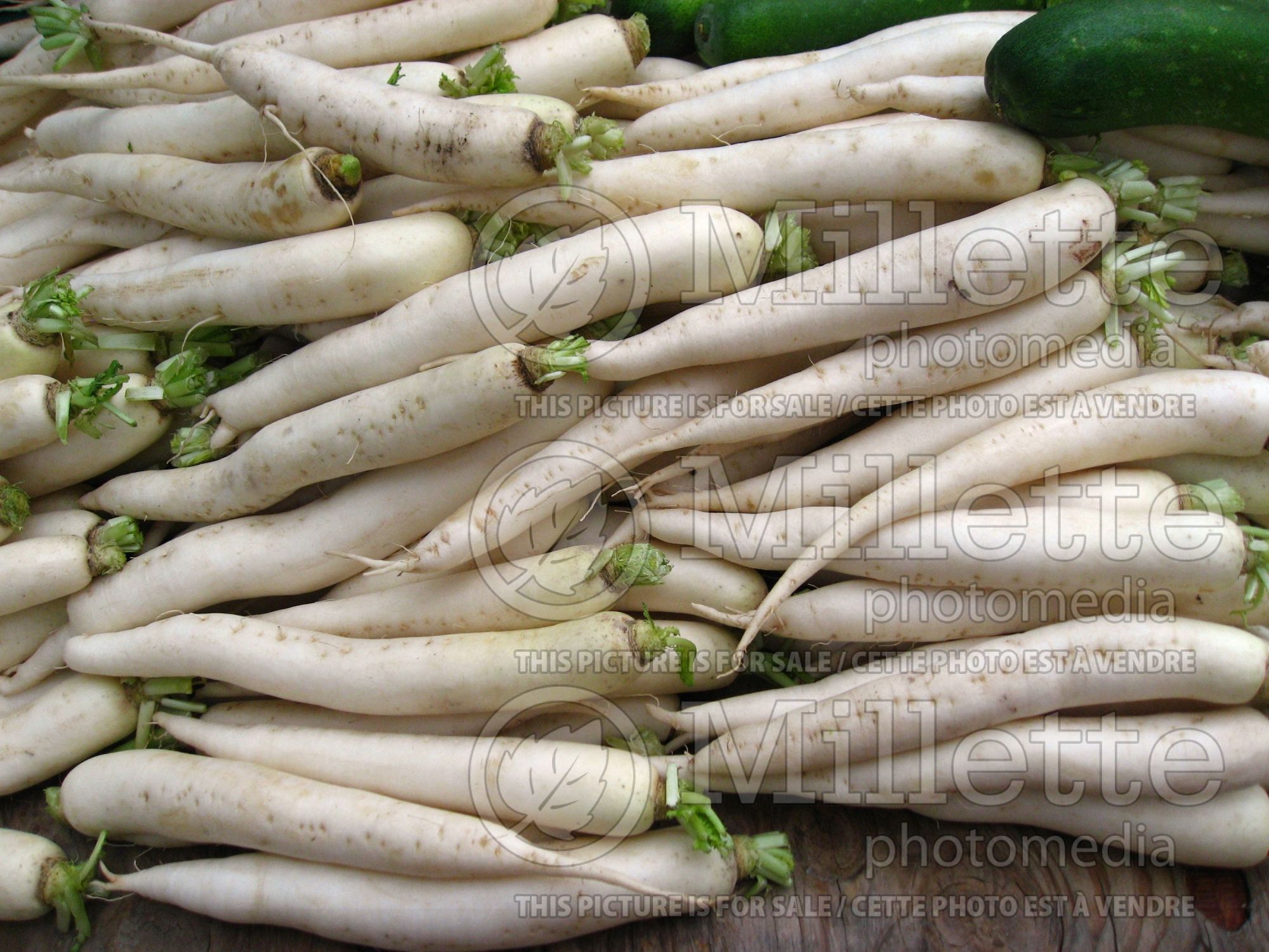 Pastinaca sativa (Parsnip vegetable - panais) 7