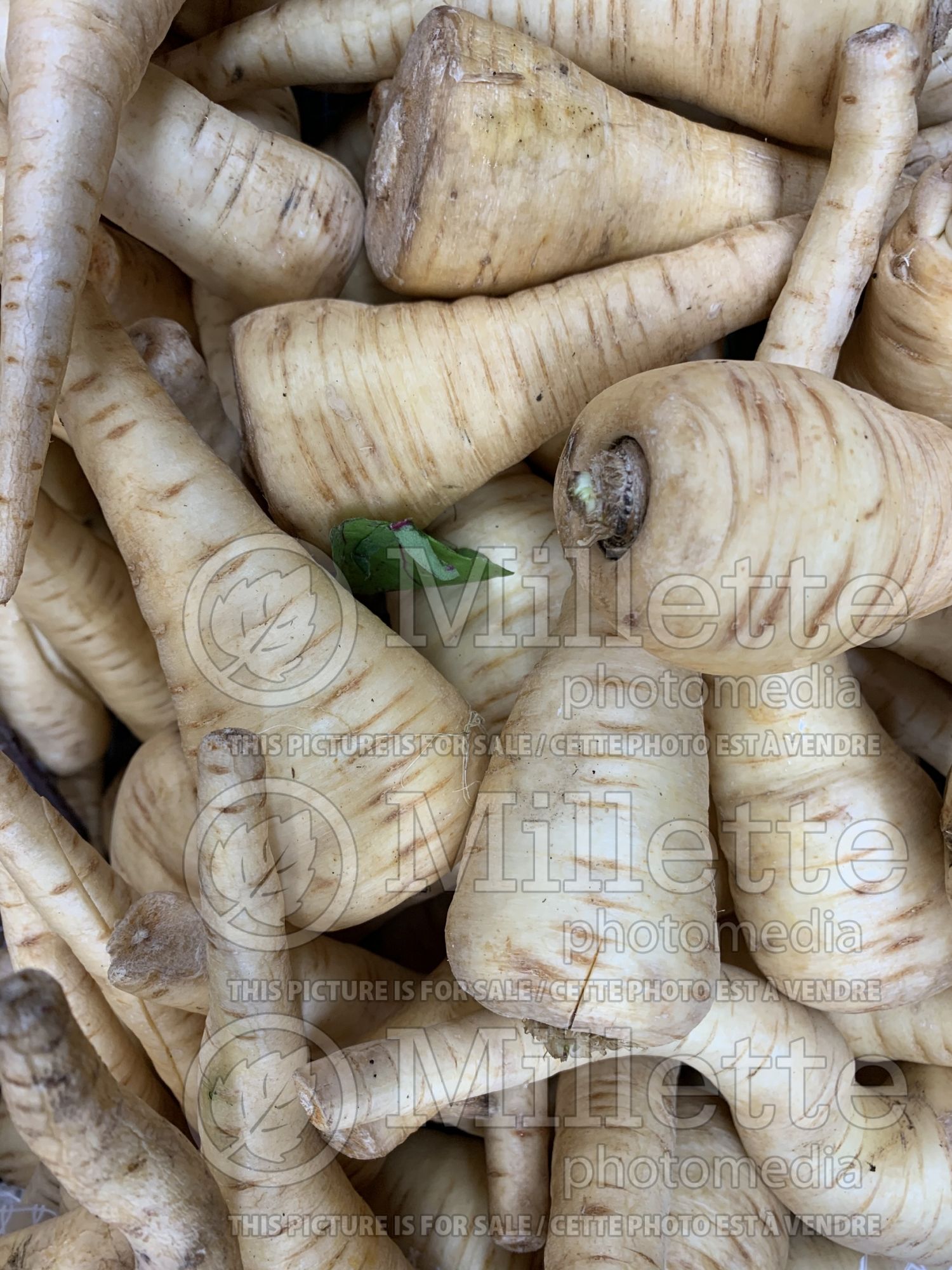 Pastinaca sativa (Parsnip vegetable - panais) 5