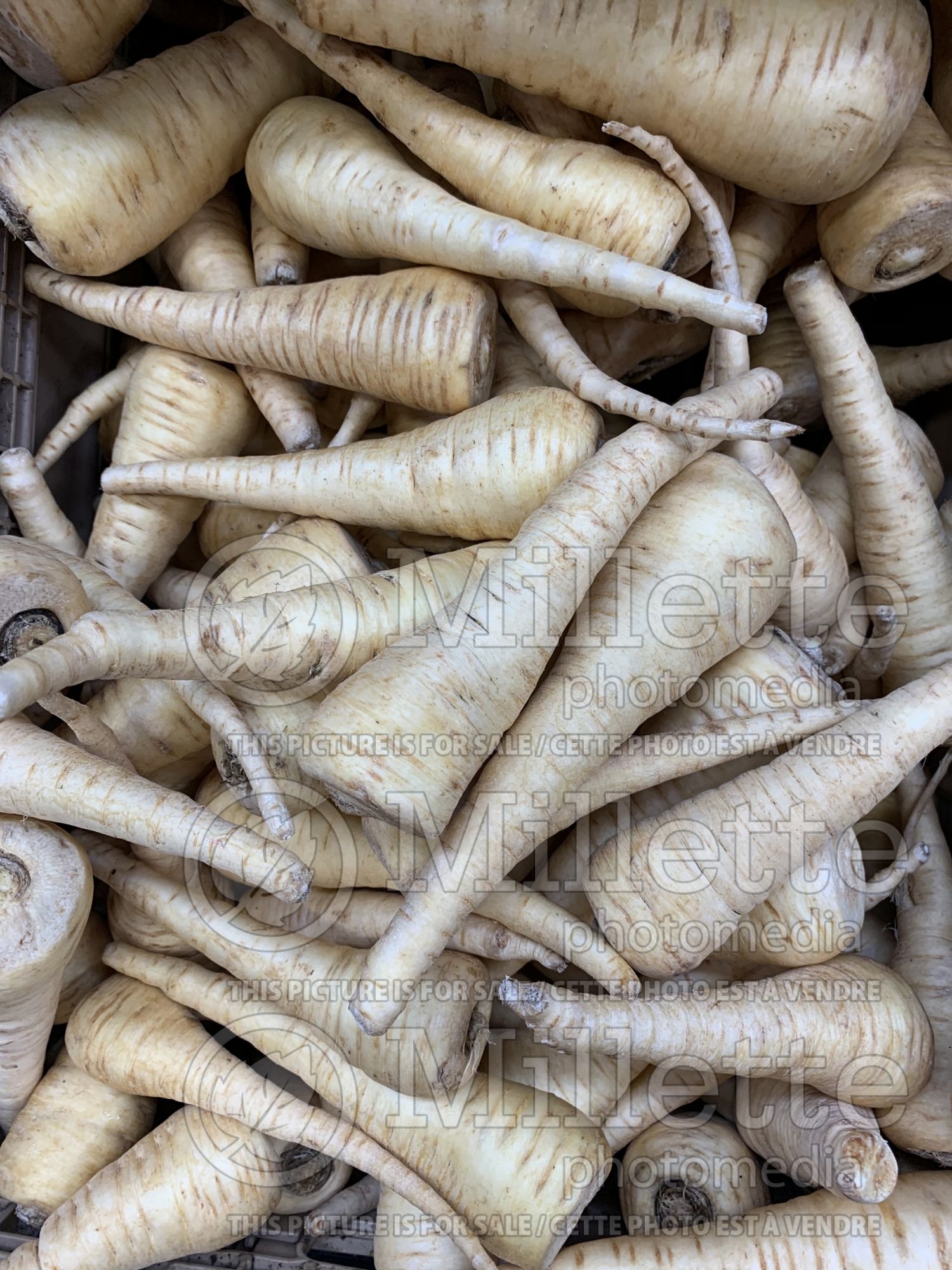 Pastinaca sativa (Parsnip vegetable - panais) 6