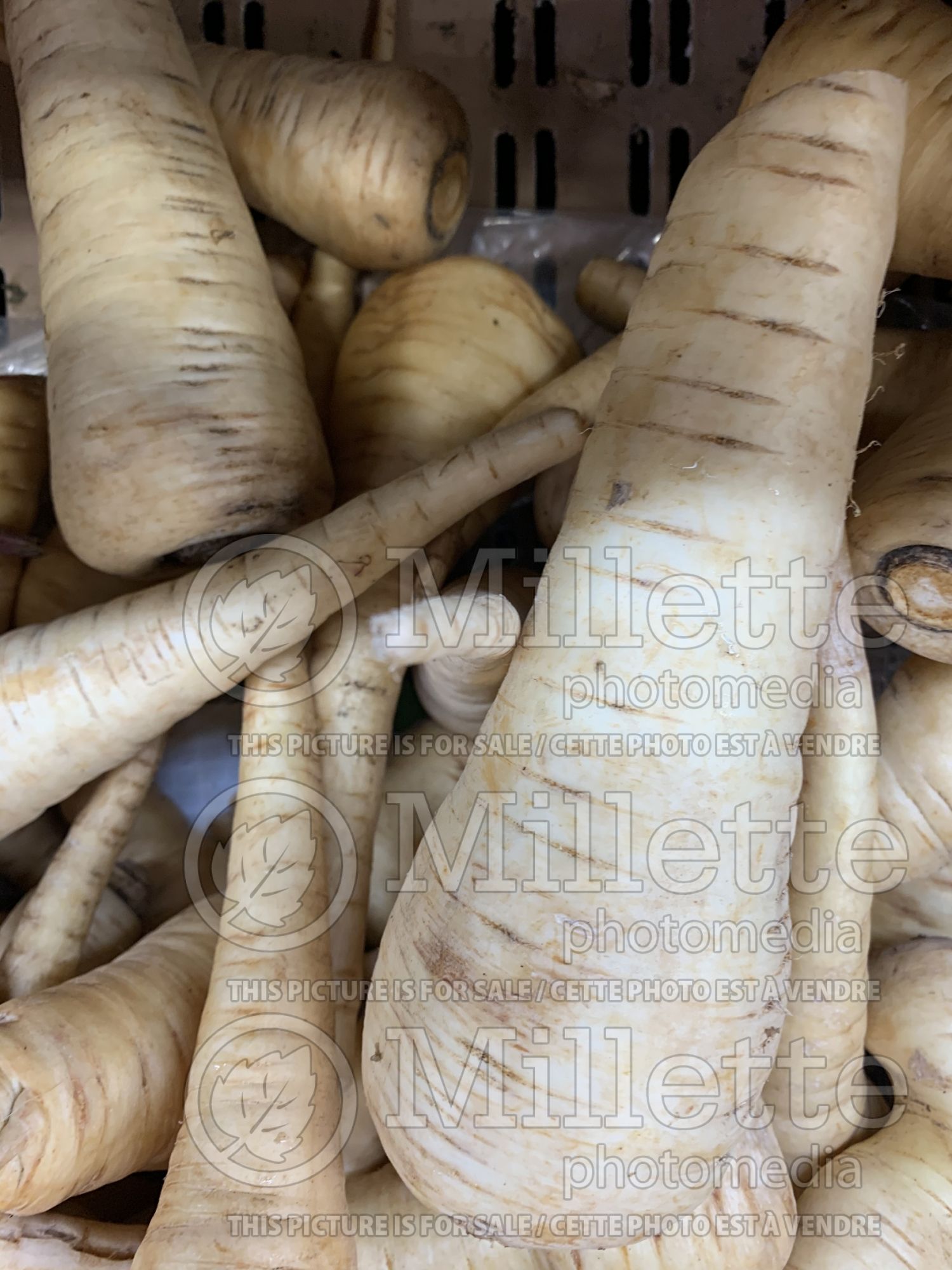 Pastinaca sativa (Parsnip vegetable ) 4