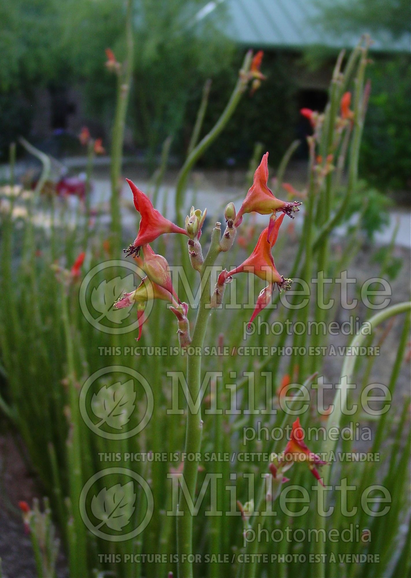 Pedilanthus macrocarpus (Slipper Plant) 1