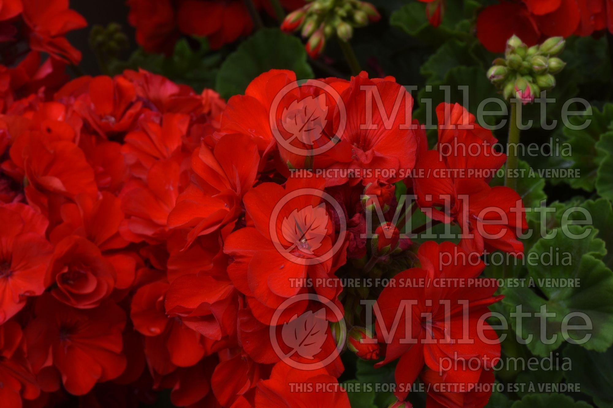 Pelargonium Galaxy Red (Pelargonium Geranium) 1