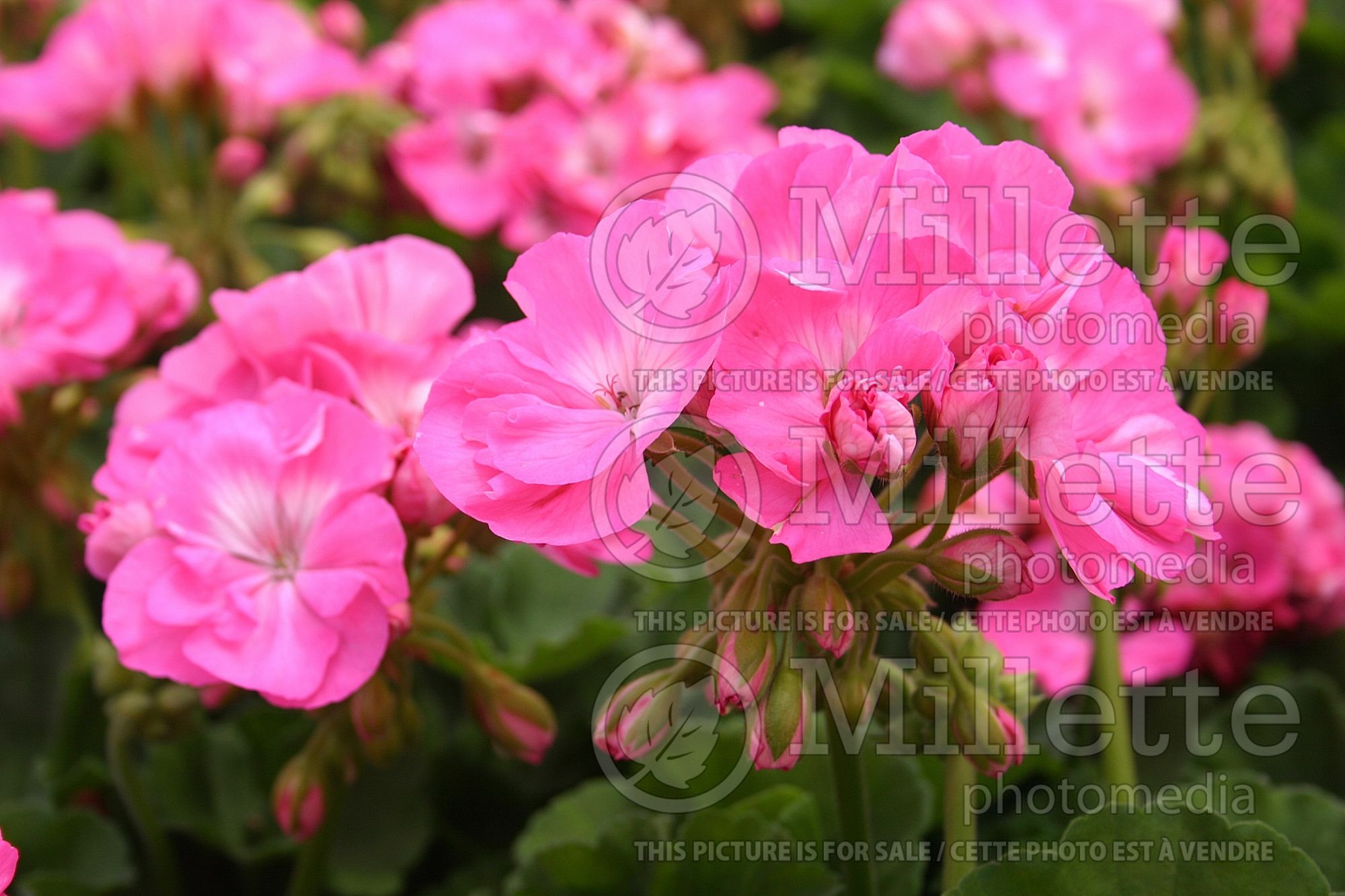 Pelargonium Maestro Pink (Geranium) 1