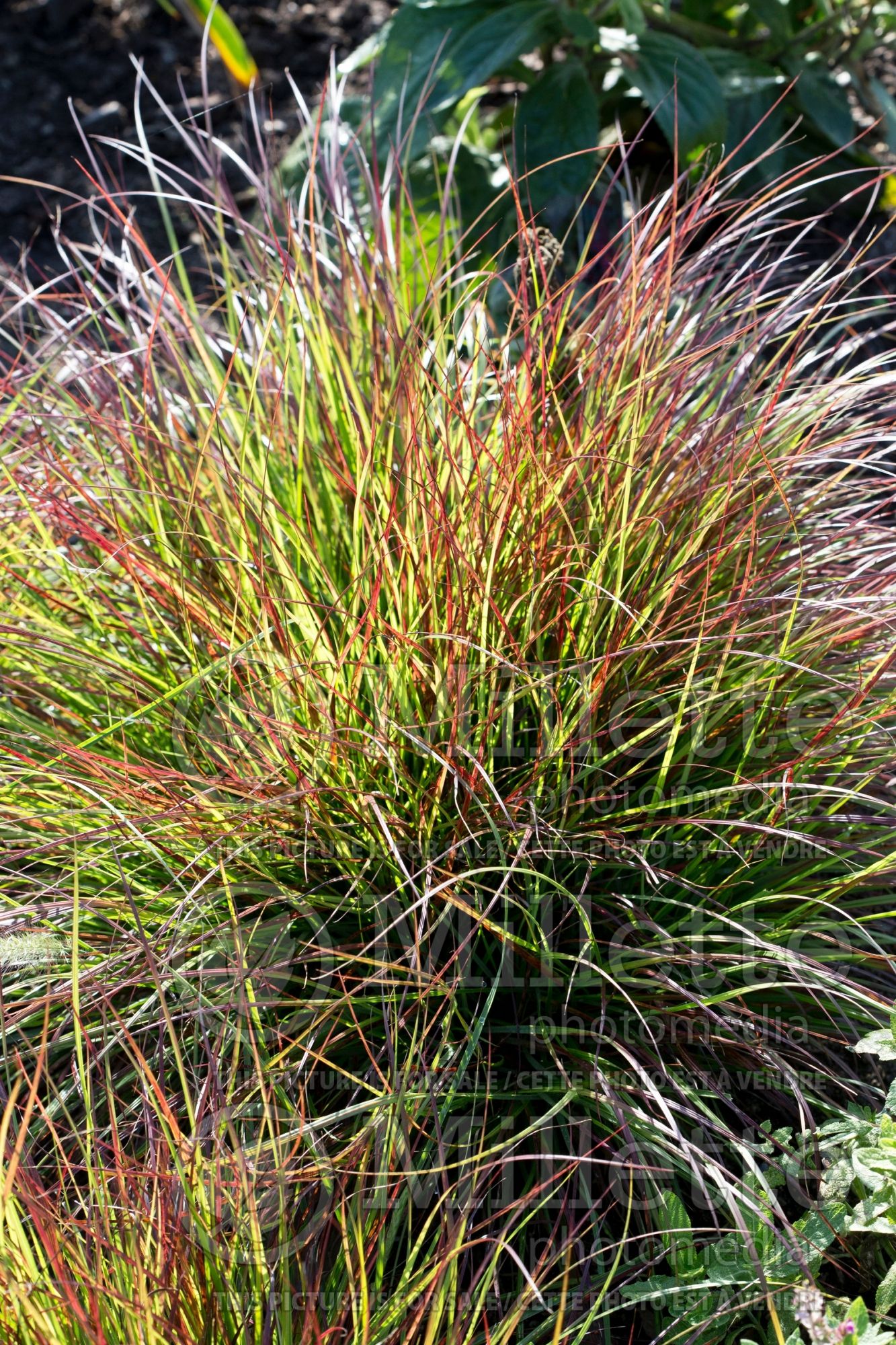 Pennisetum Burgundy Bunny (Fountain Grass) 5