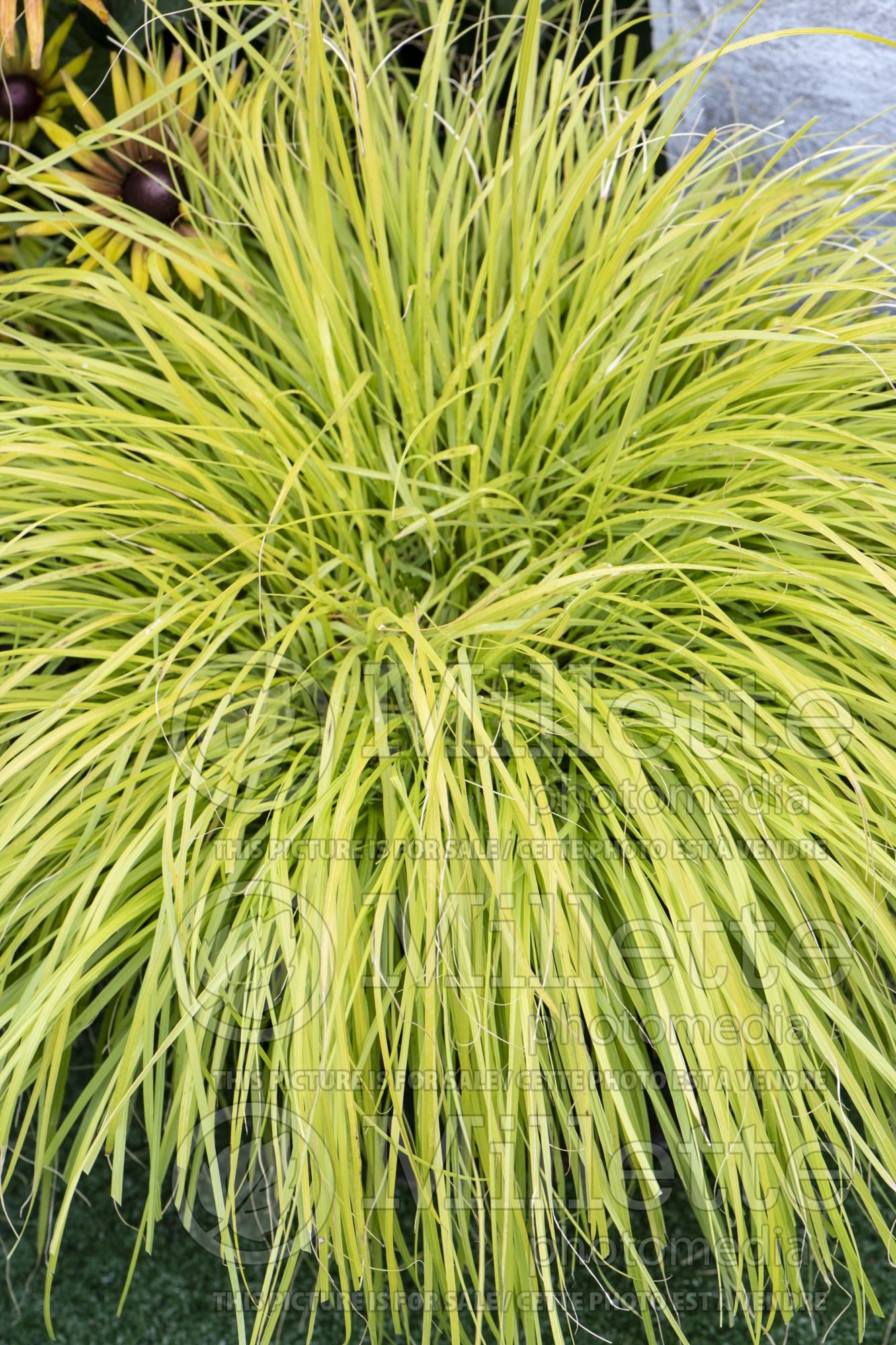 Pennisetum Lumen Gold (Fountain Grass) 1