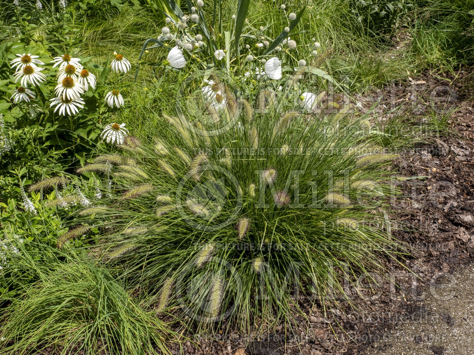 Pennisetum Piglet (Fountain Grass) 1