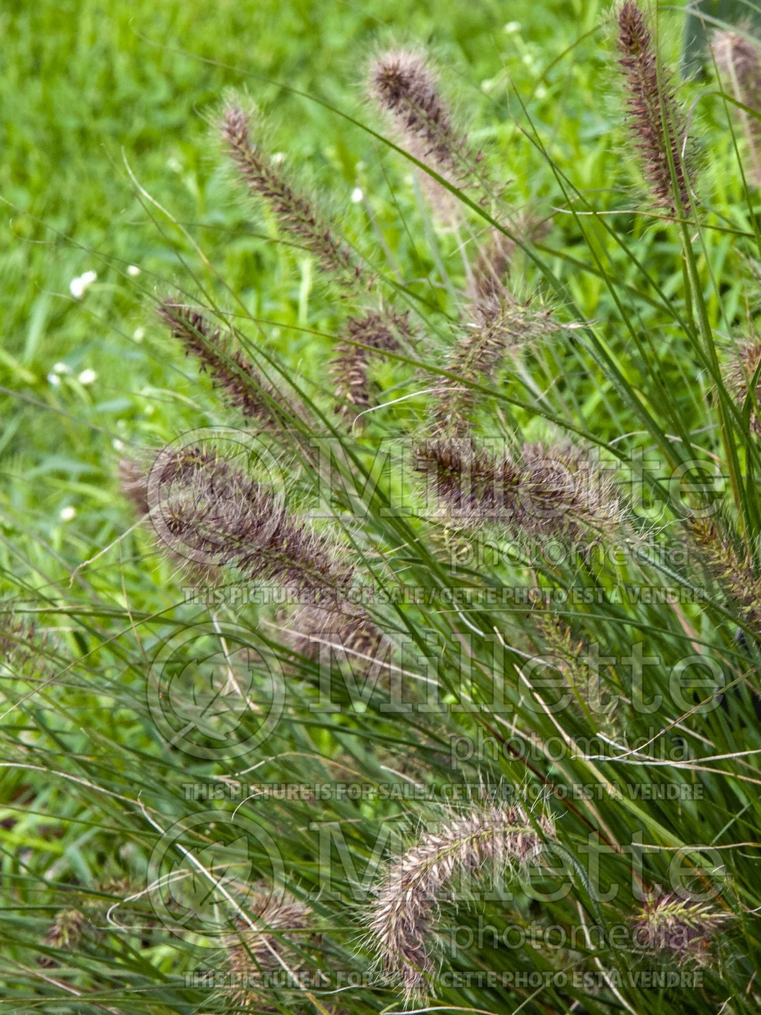 Pennisetum Piglet (Fountain Grass) 3