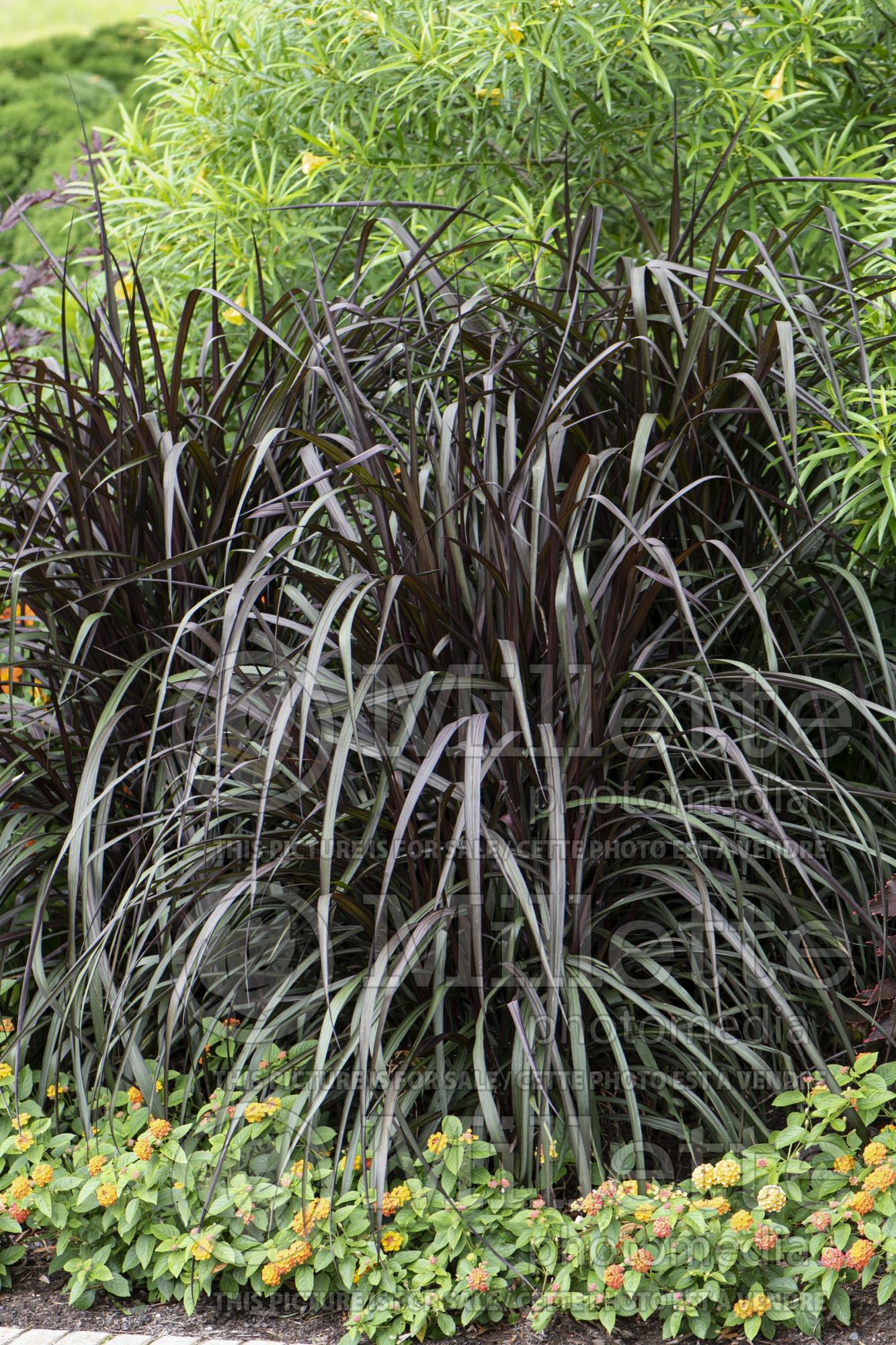 Pennisetum Vertigo (Pearl Millet Fountain Grass) 5