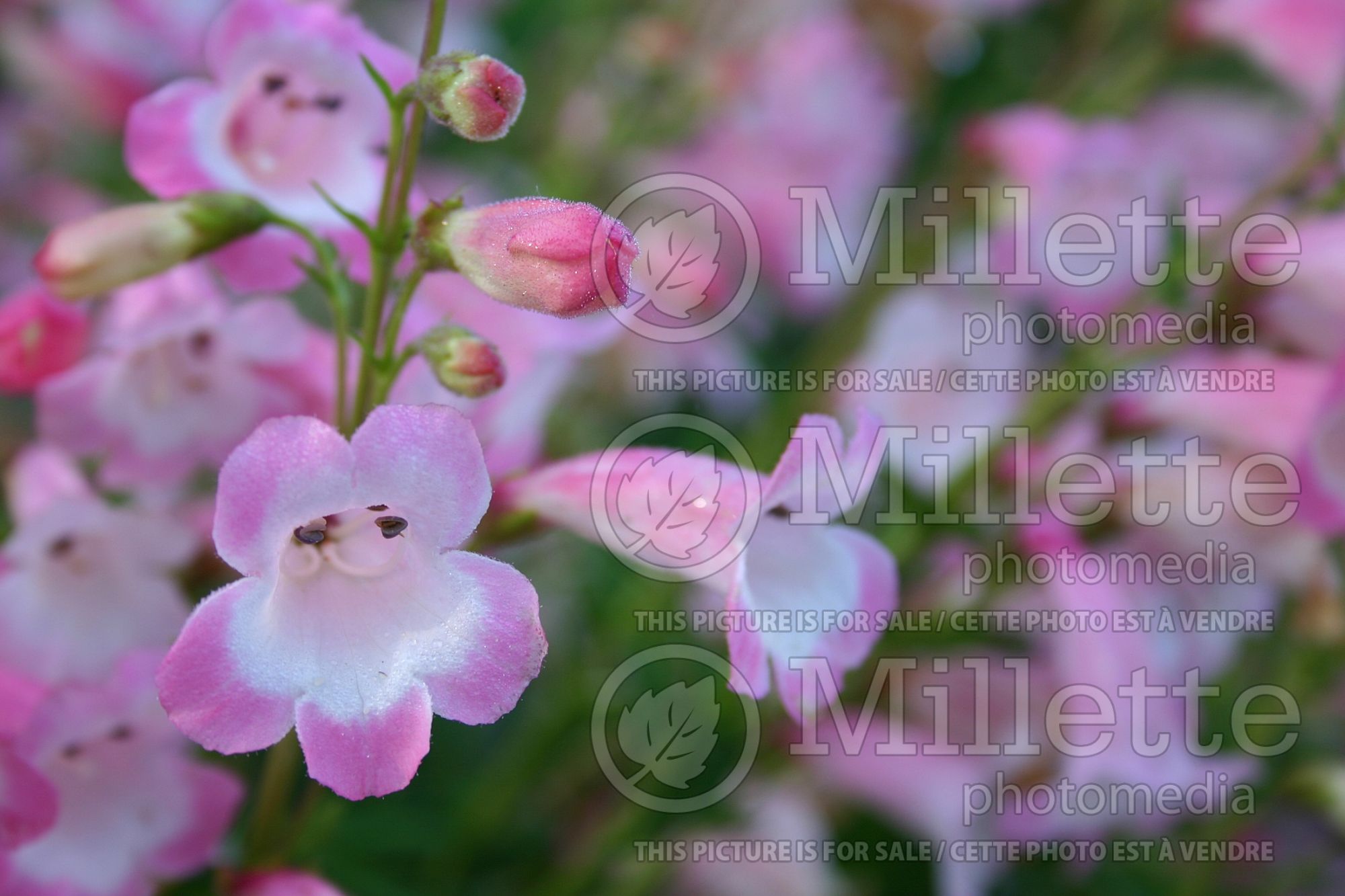 Penstemon Apple Blossom (Beardtongue) 1