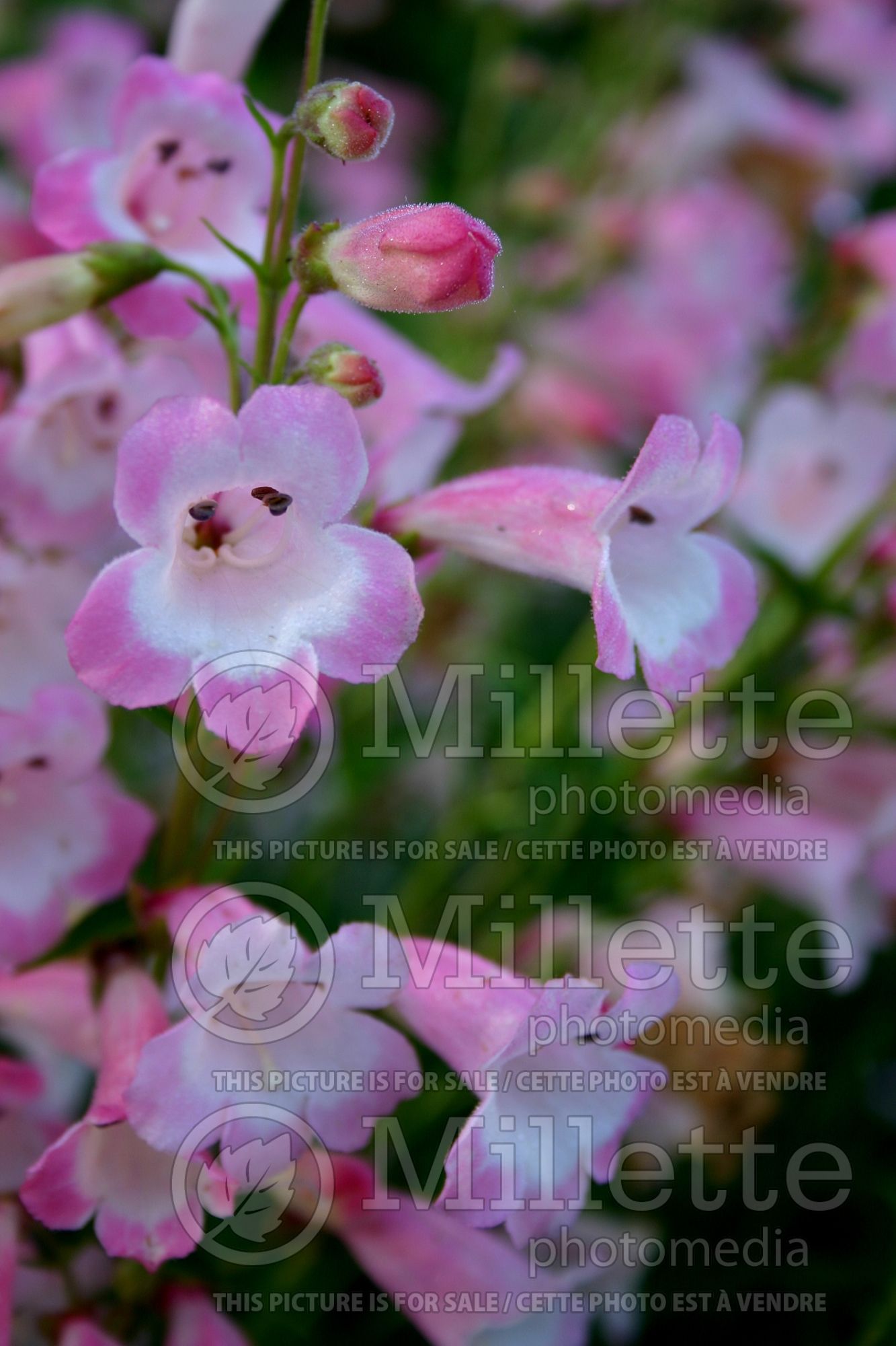 Penstemon Apple Blossom (Beardtongue) 2