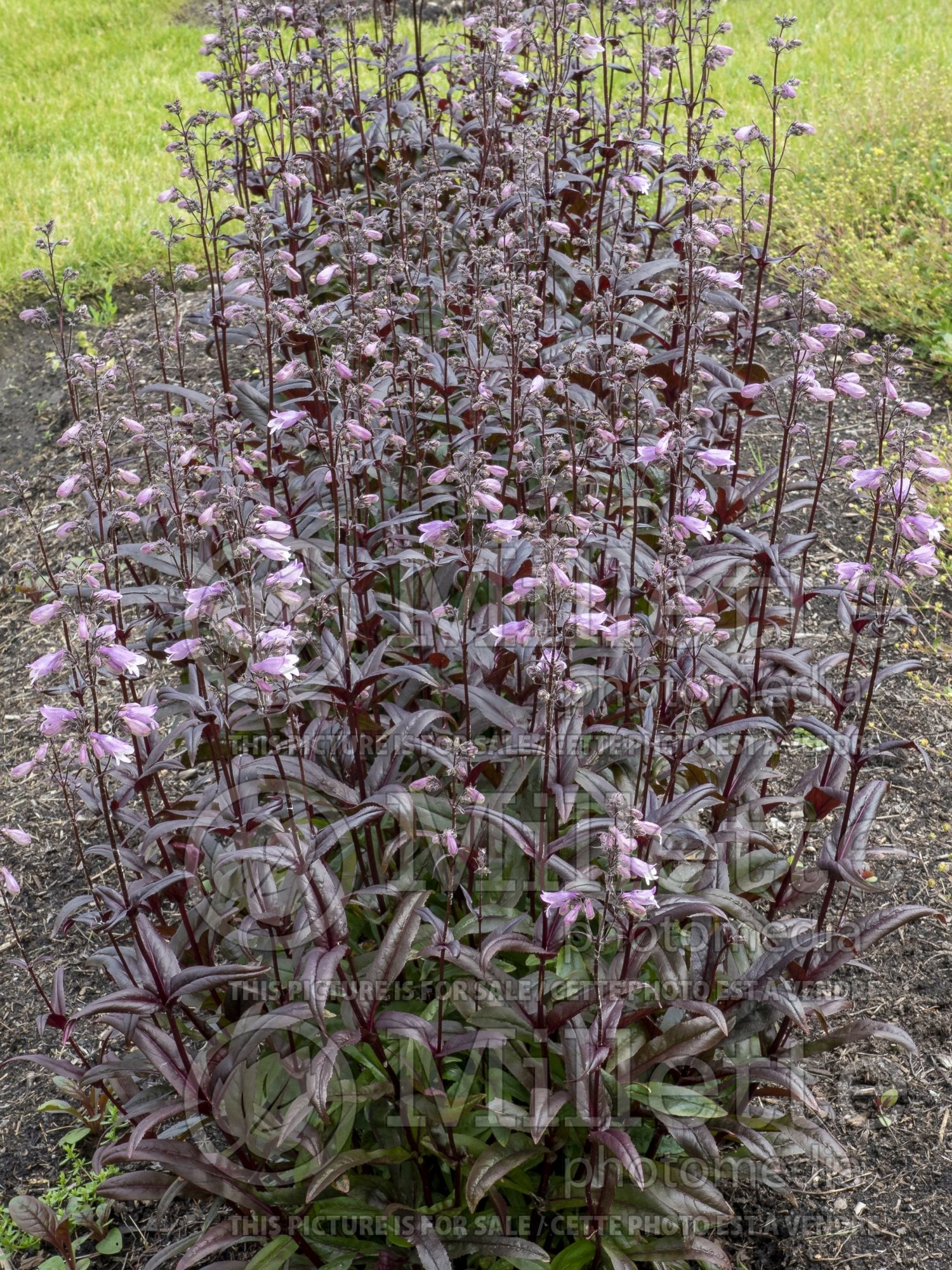 Penstemon Blackbeard (Beardtongue) 2