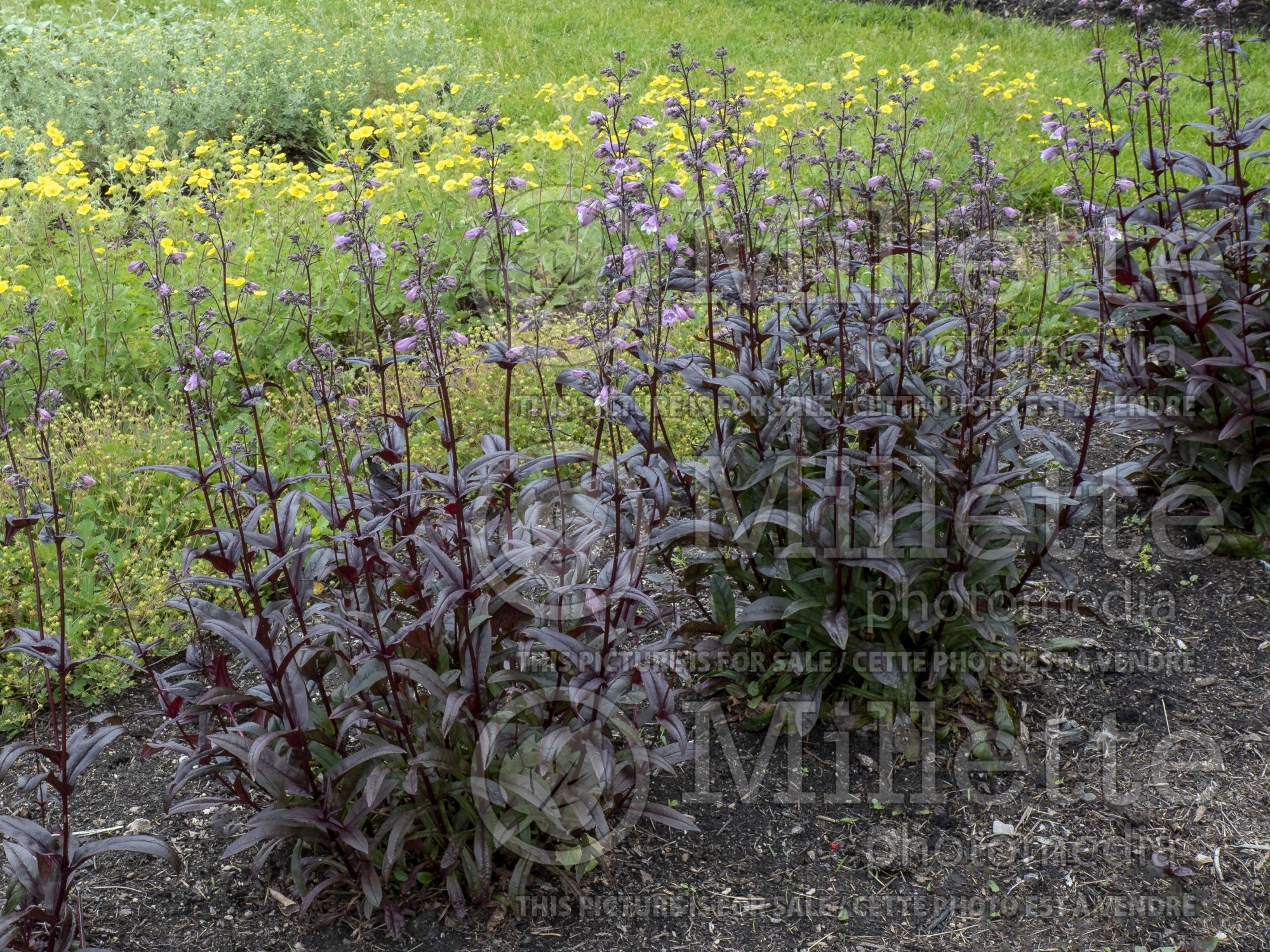 Penstemon Blackbeard (Beardtongue) 3