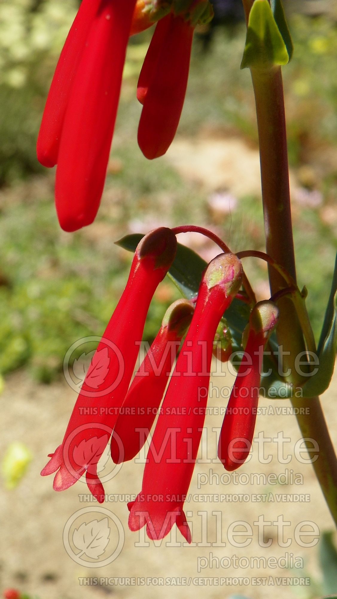 Penstemon centranthifolius (Beardtongue scarlet bugler) 2