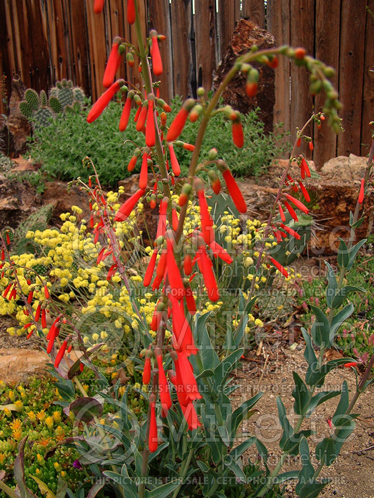 Penstemon centranthifolius (Beardtongue scarlet bugler) 3