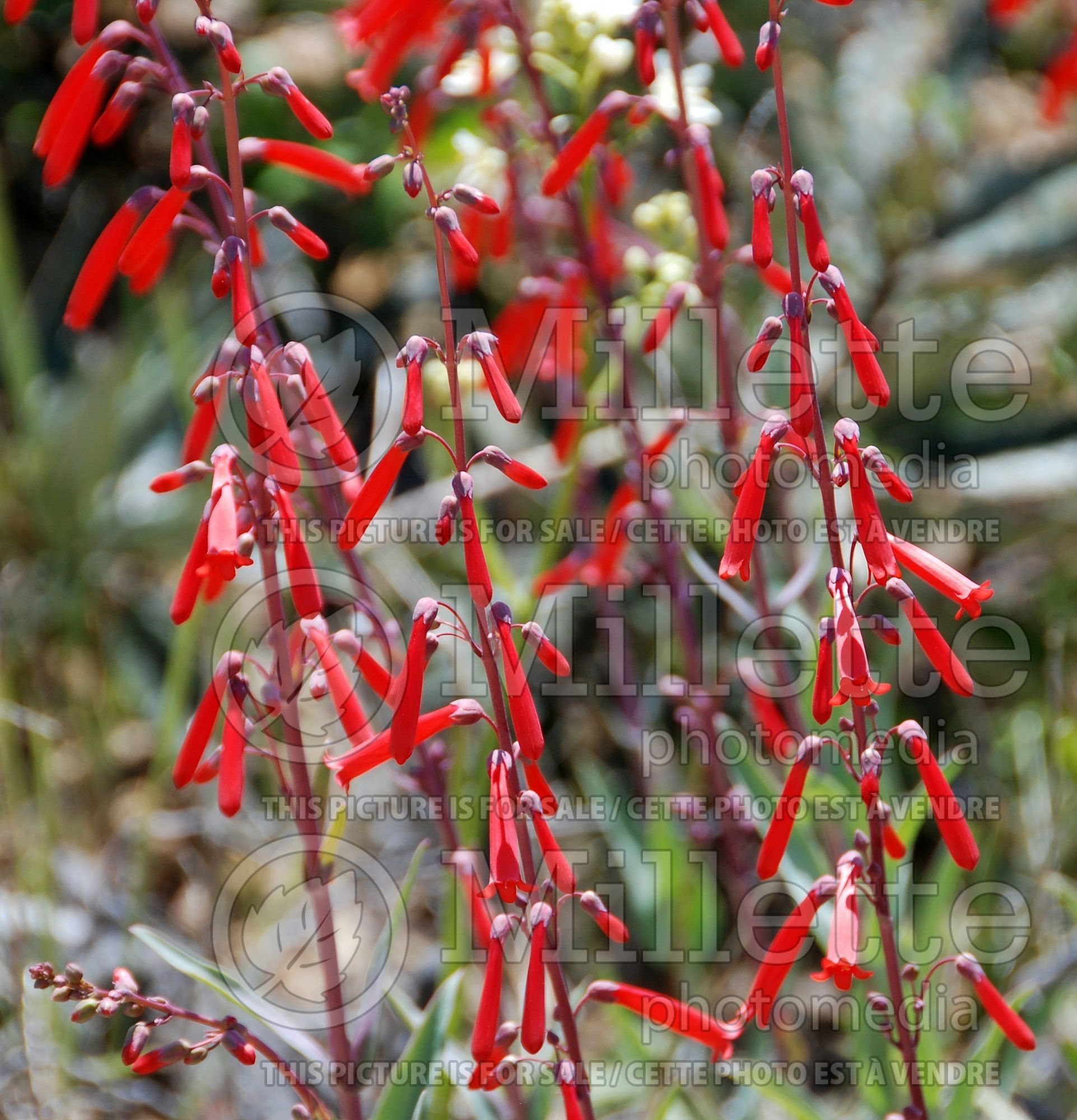 Penstemon centranthifolius (Beardtongue scarlet bugler) 4