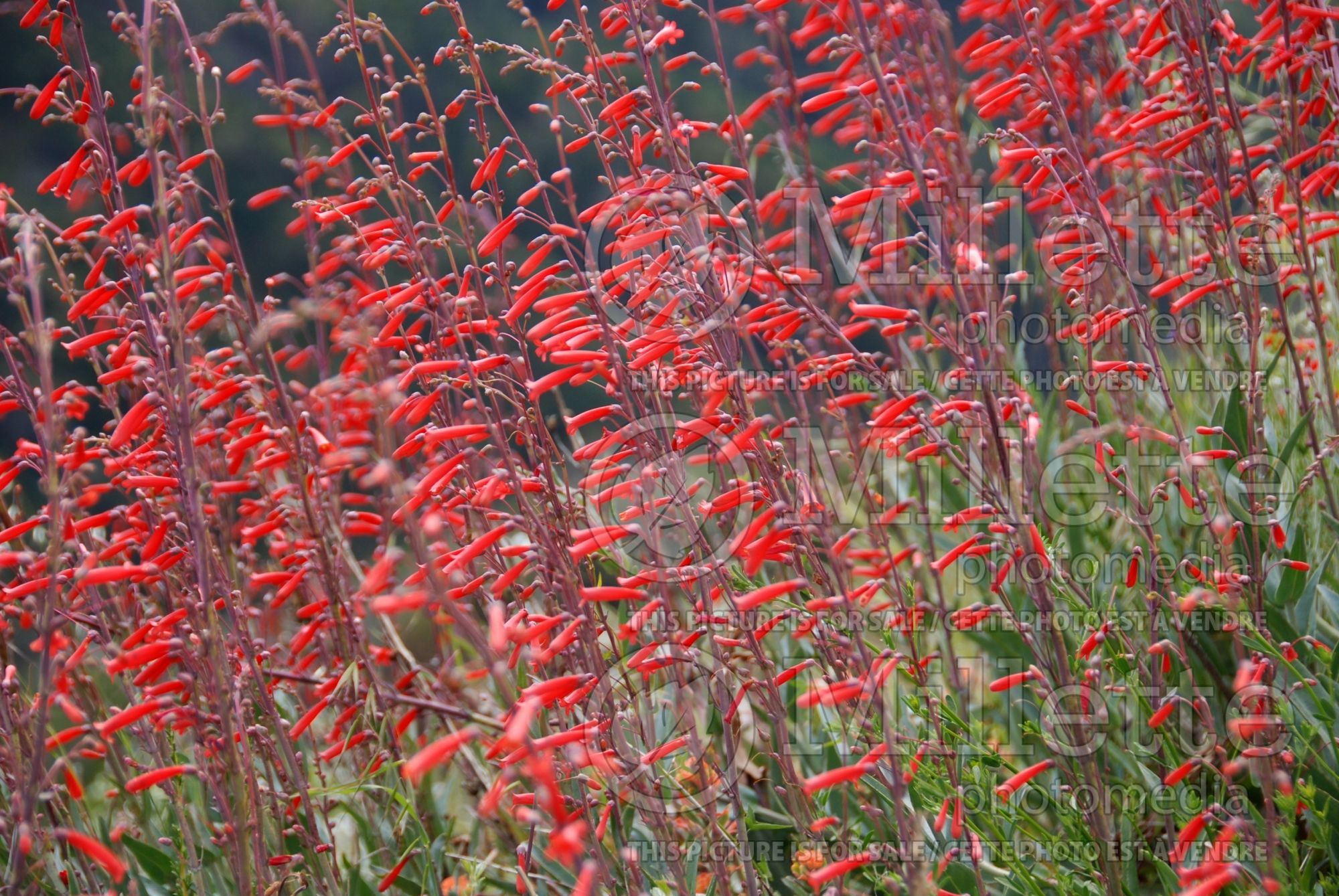 Penstemon centranthifolius (Beardtongue scarlet bugler) 1