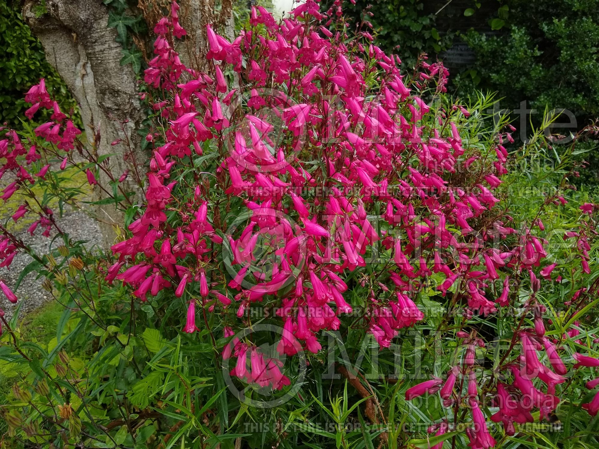 Penstemon Garnet (Beardtongue) 1