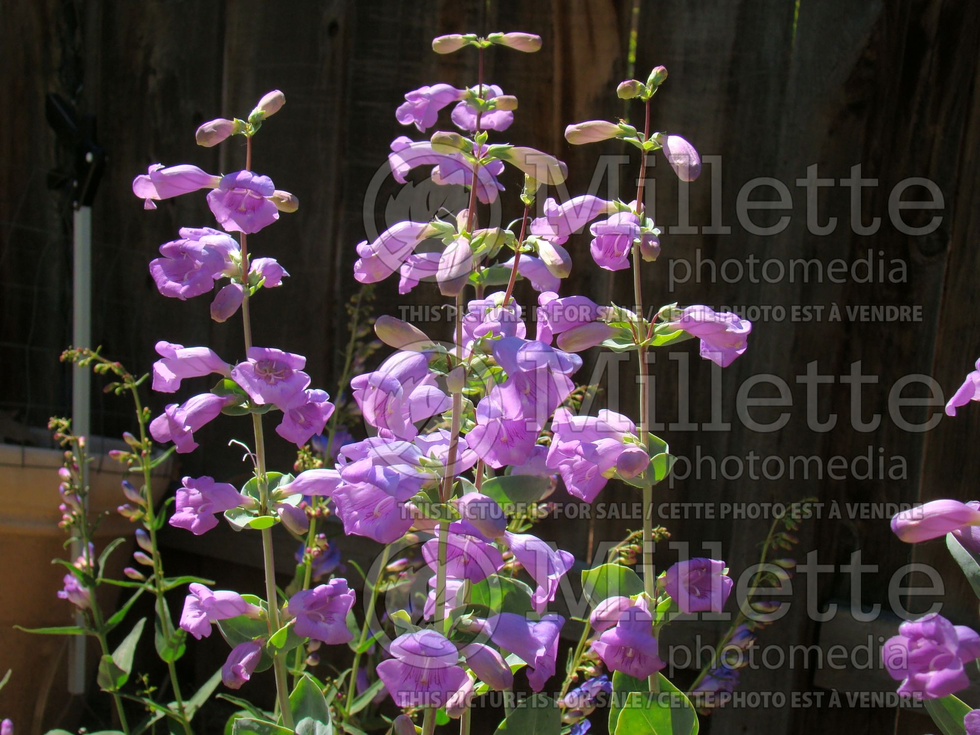 Penstemon grandiflorus (Beardtongue) 3