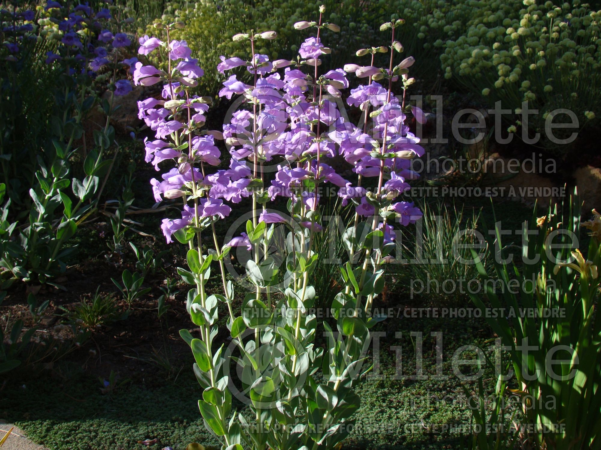 Penstemon grandiflorus (Beardtongue) 4