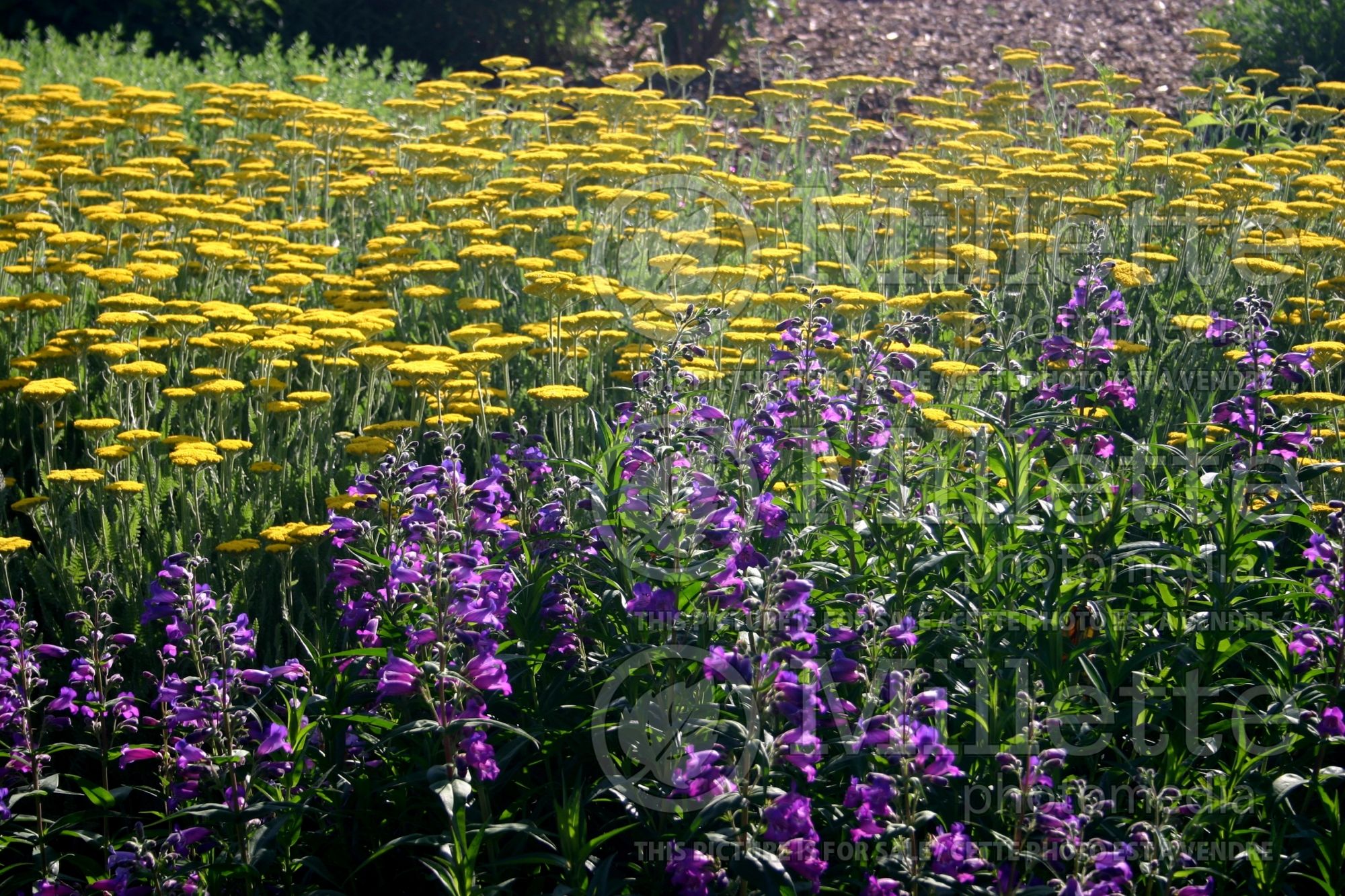 Penstemon Midnight Blue (Beardtongue) 1