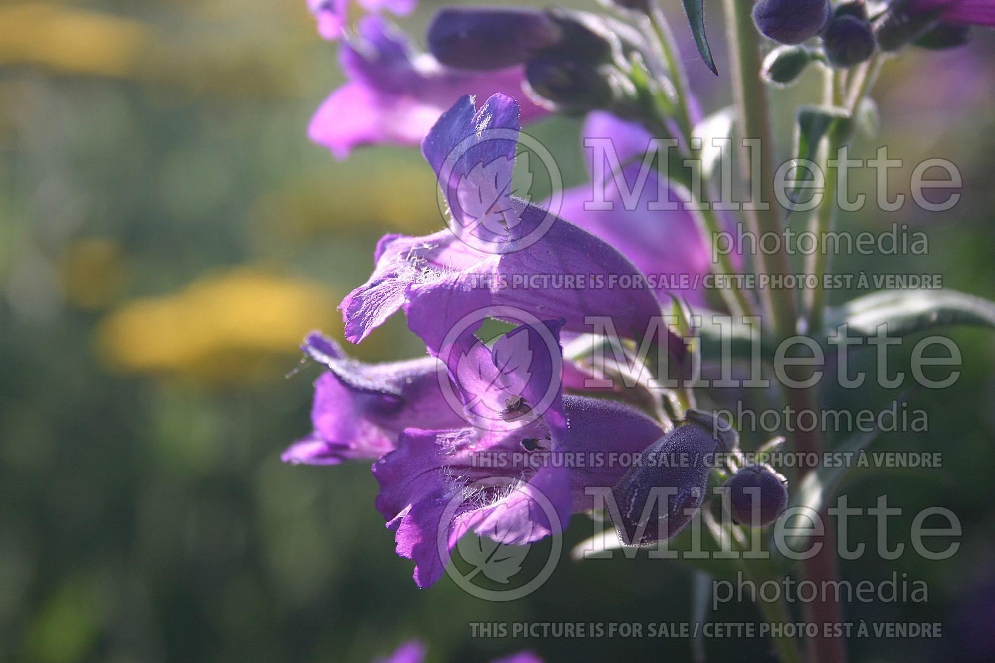 Penstemon Midnight Blue (Beardtongue) 2