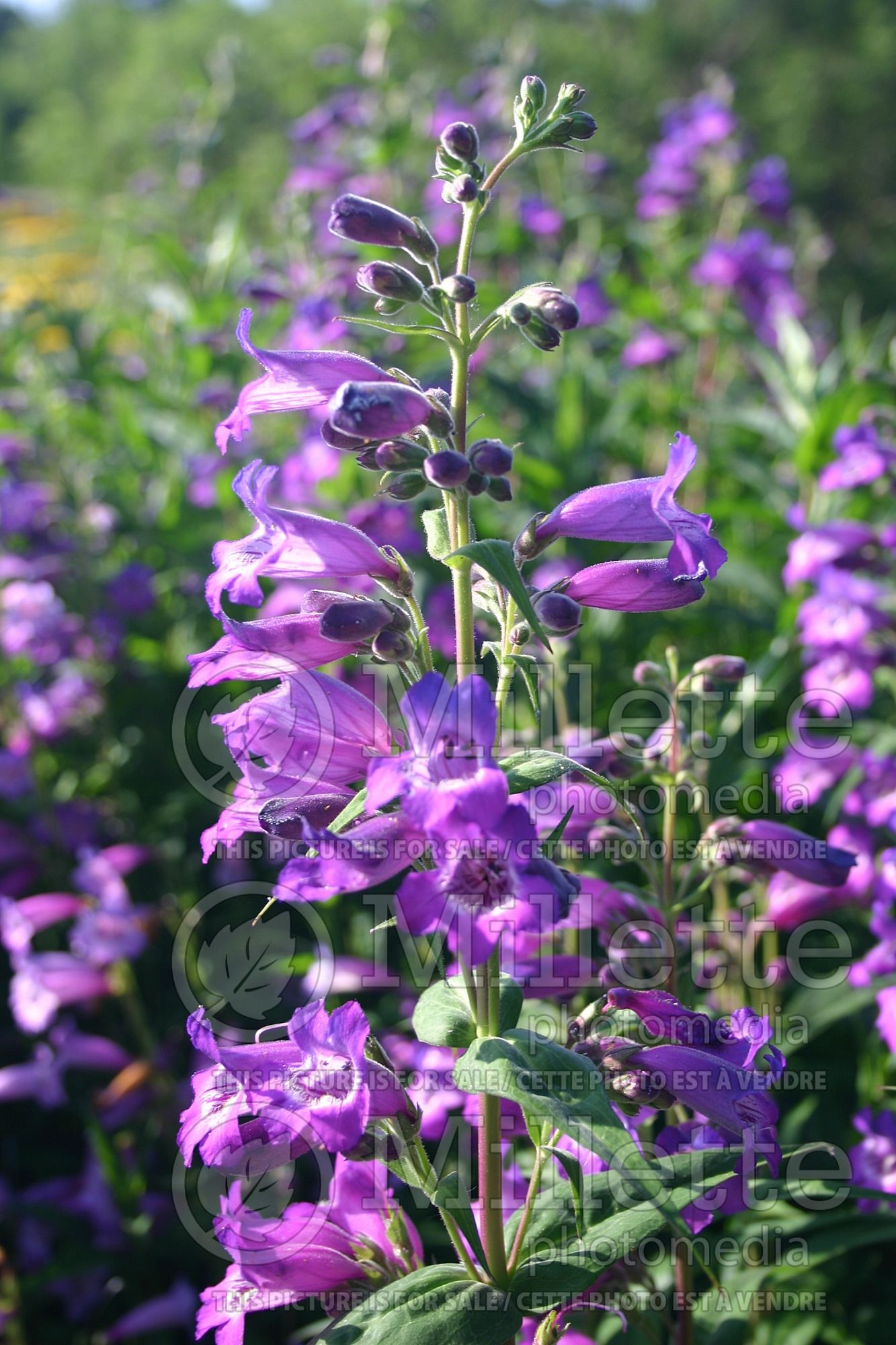Penstemon Midnight Blue (Beardtongue) 3