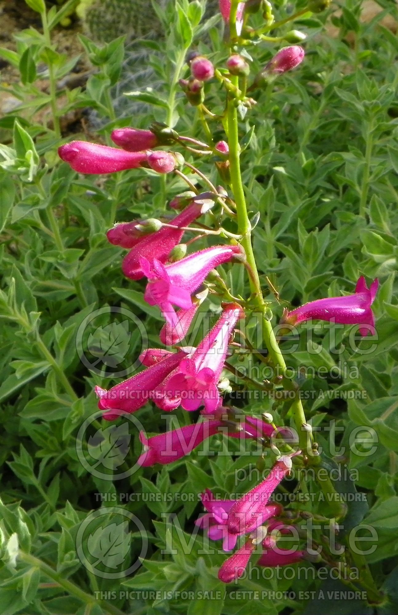 Penstemon pseudospectabilis (Beardtongue) 2
