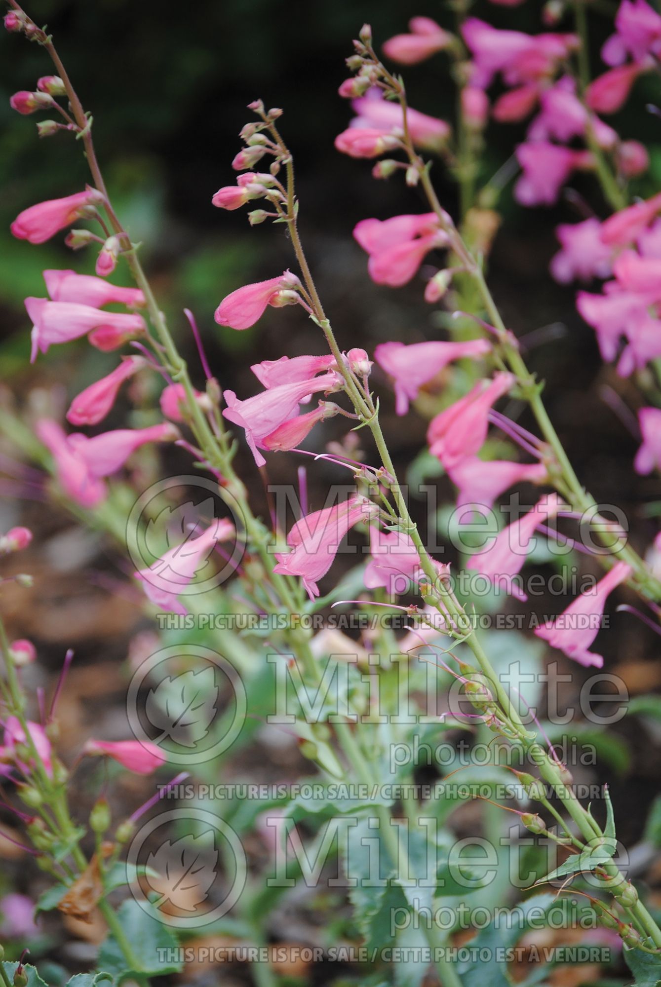 Penstemon pseudospectabilis (Beardtongue) 1