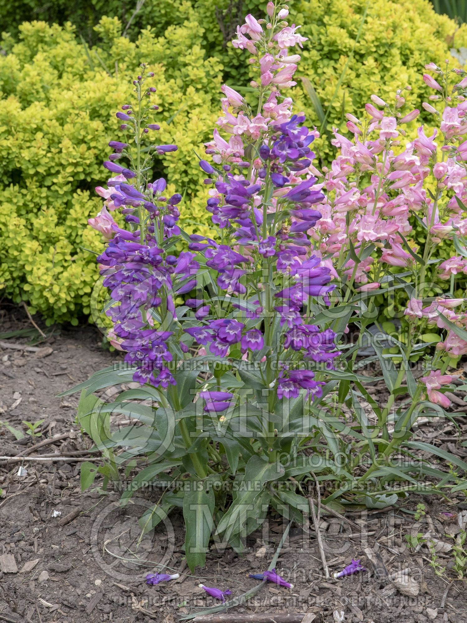 Penstemon Rock Candy Blue (Beardtongue) 1