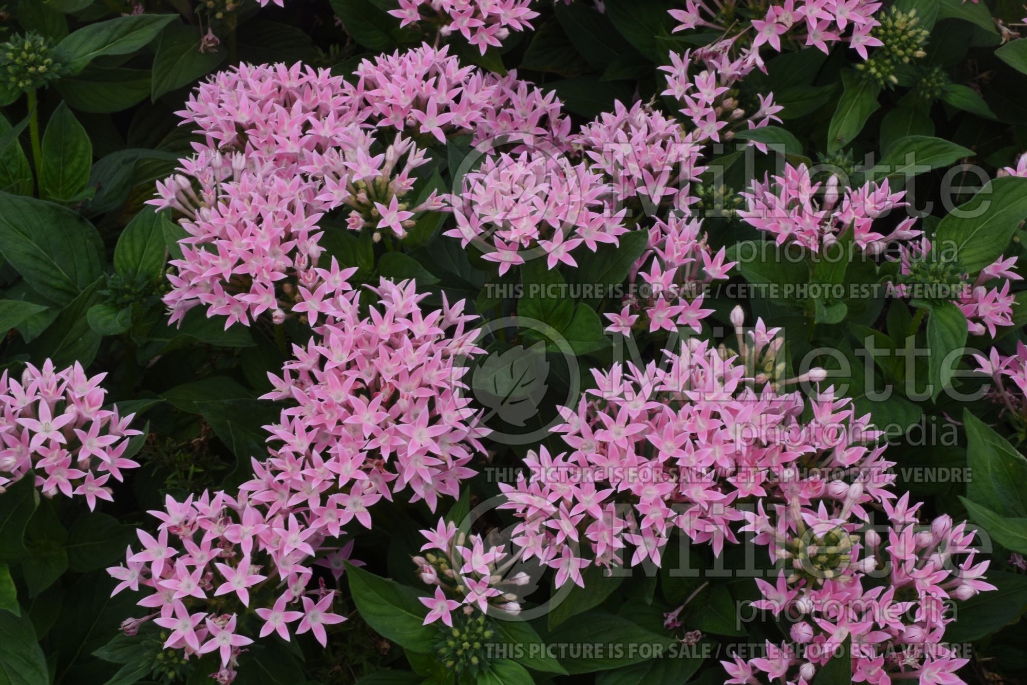 Pentas Sunstar Pink (Egyptian starcluster) 1