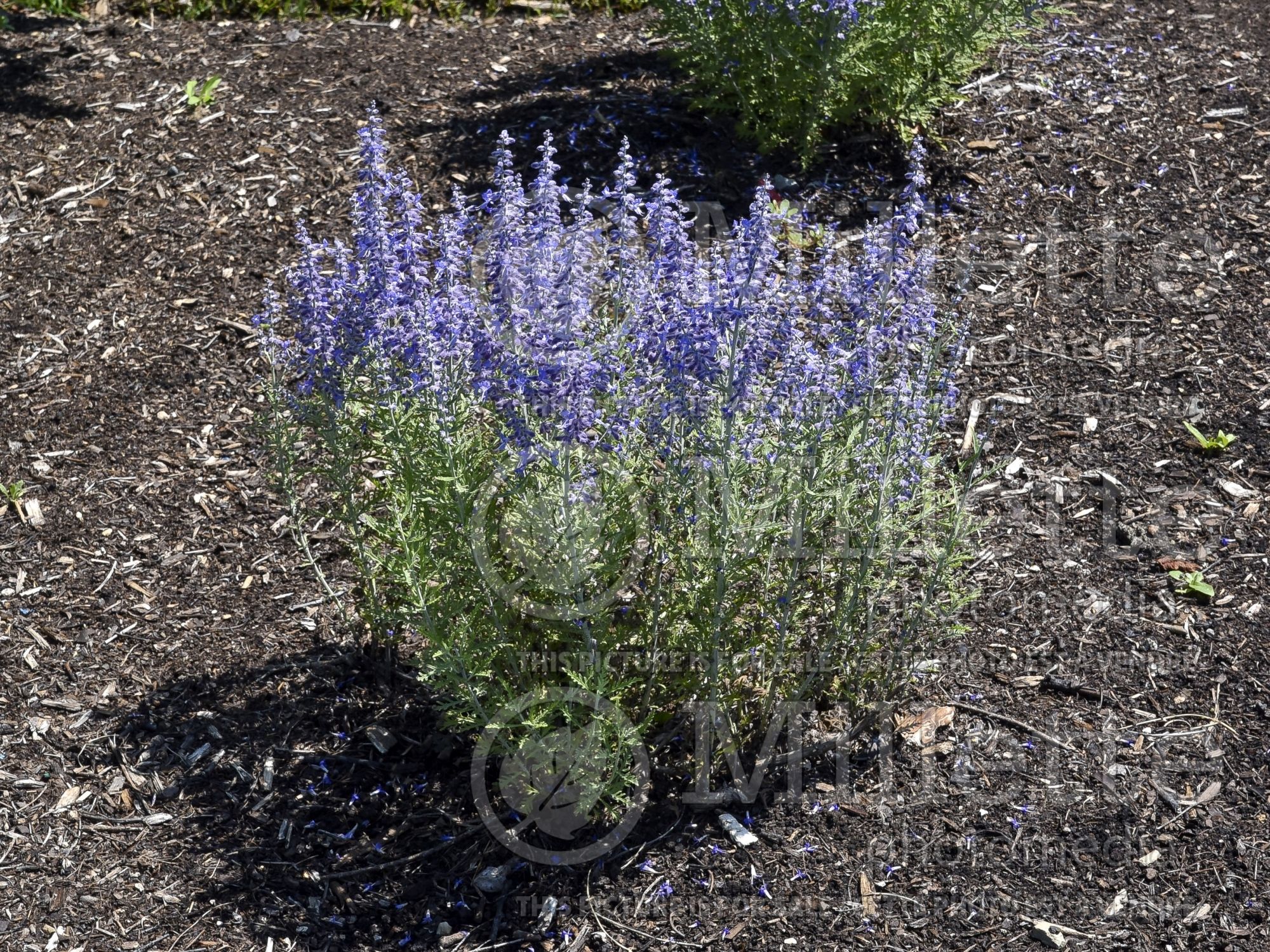 Perovskia Denim’n Lace (Russian sage) 3