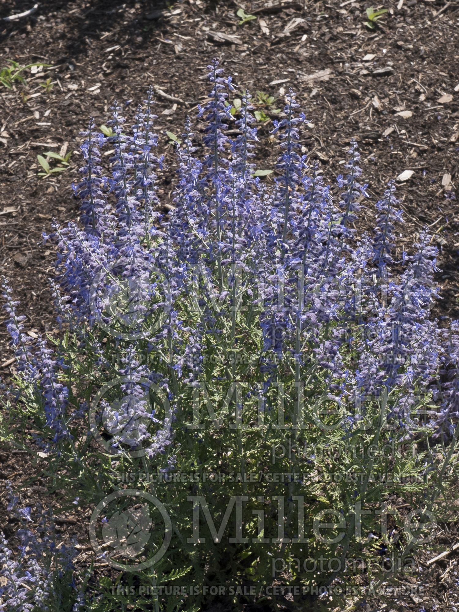 Perovskia Denim’n Lace (Russian sage) 4
